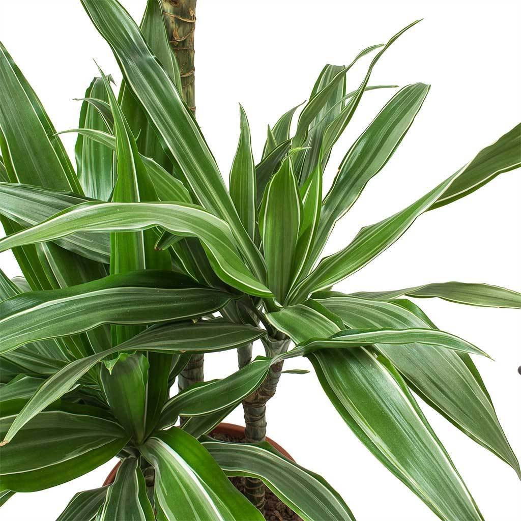 Dracaena