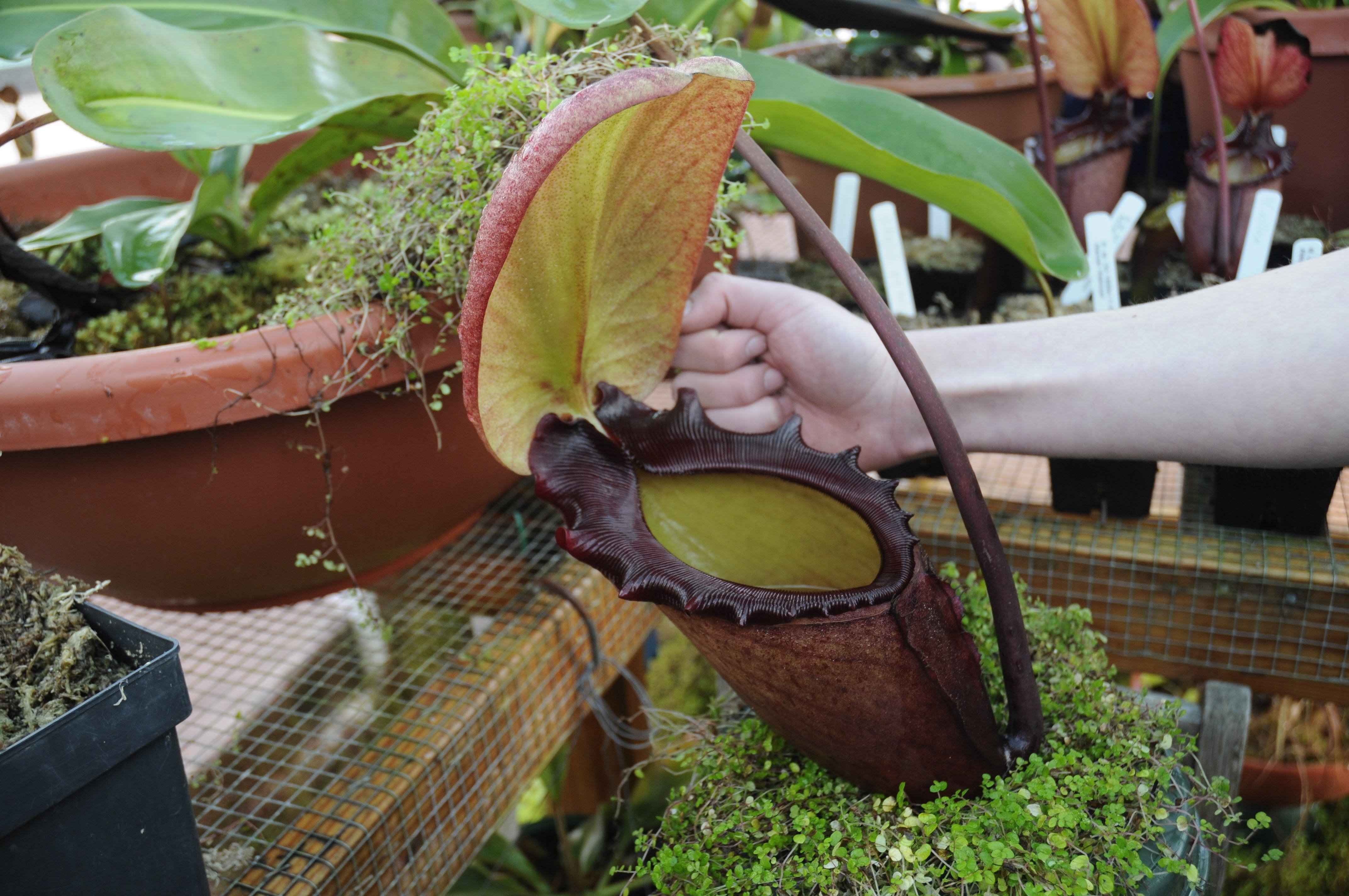 Huge plants. Непентес Раджа Хищные растения. Растение хищник непентес Раджа. Цветок непентес Раджа.