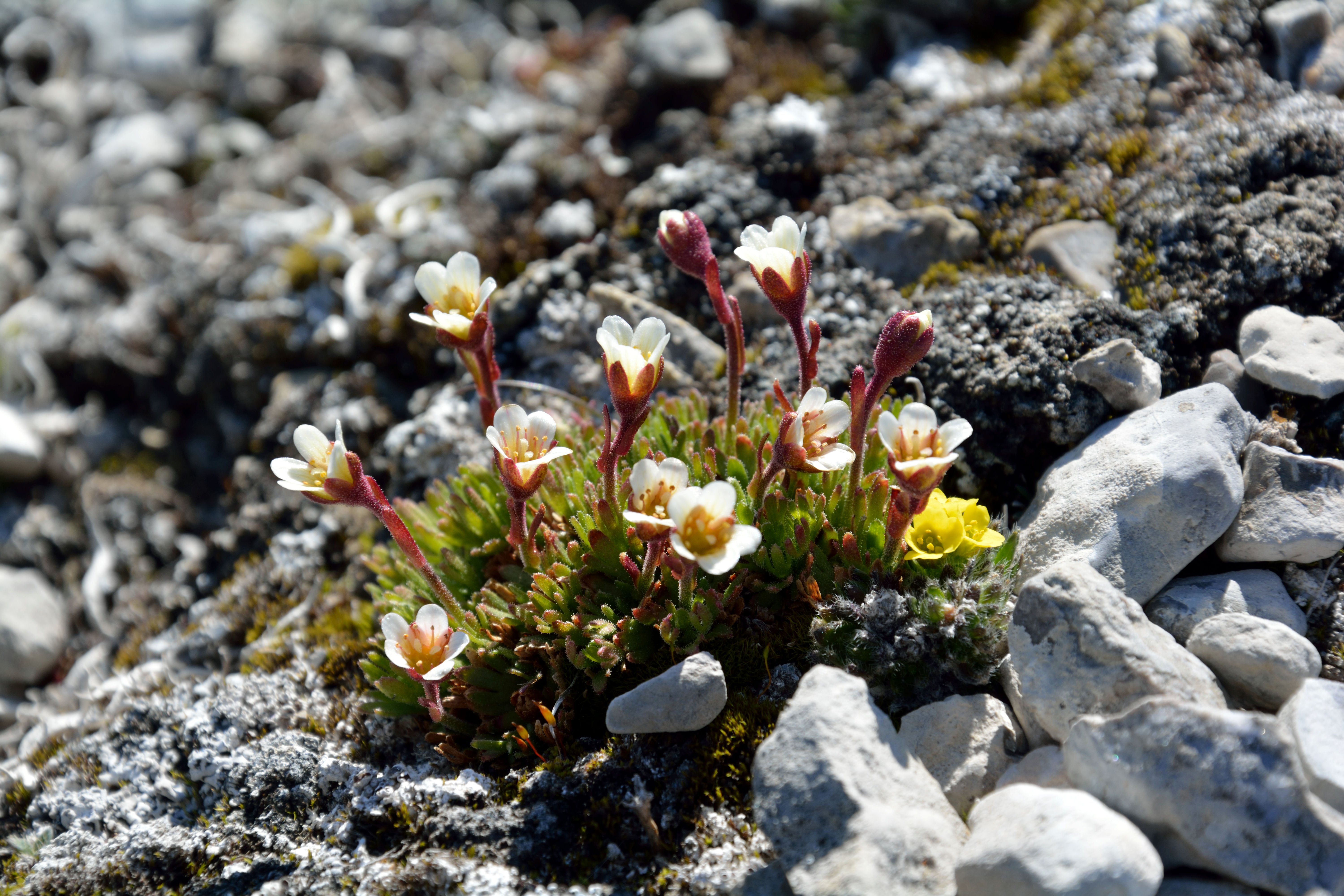 Камнеломка. Камнеломка дернистая. Камнеломка дернистая (Saxifraga caespitosa). Камнеломка бурсера. Камнеломка Триумф.