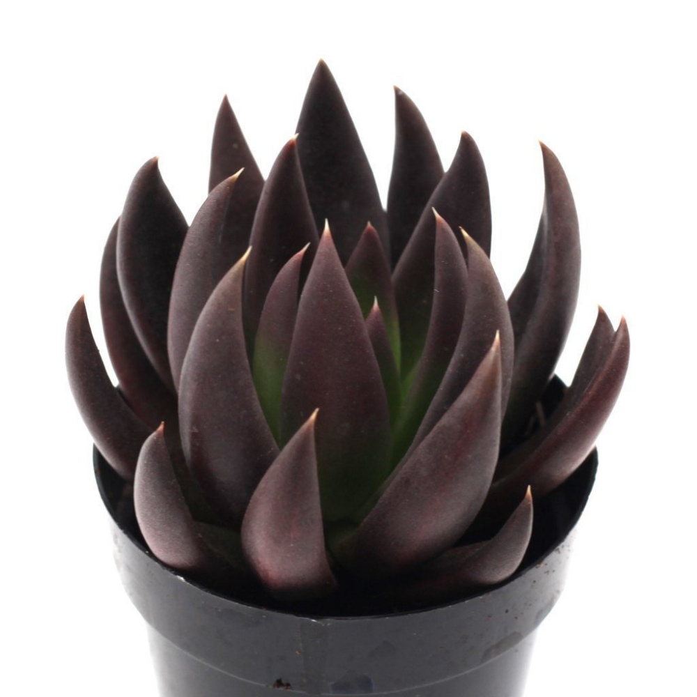 Эхеверия принц. Echeveria Black Knight. Эхеверия Блэк кнайт. Эхеверия Блэк принц.