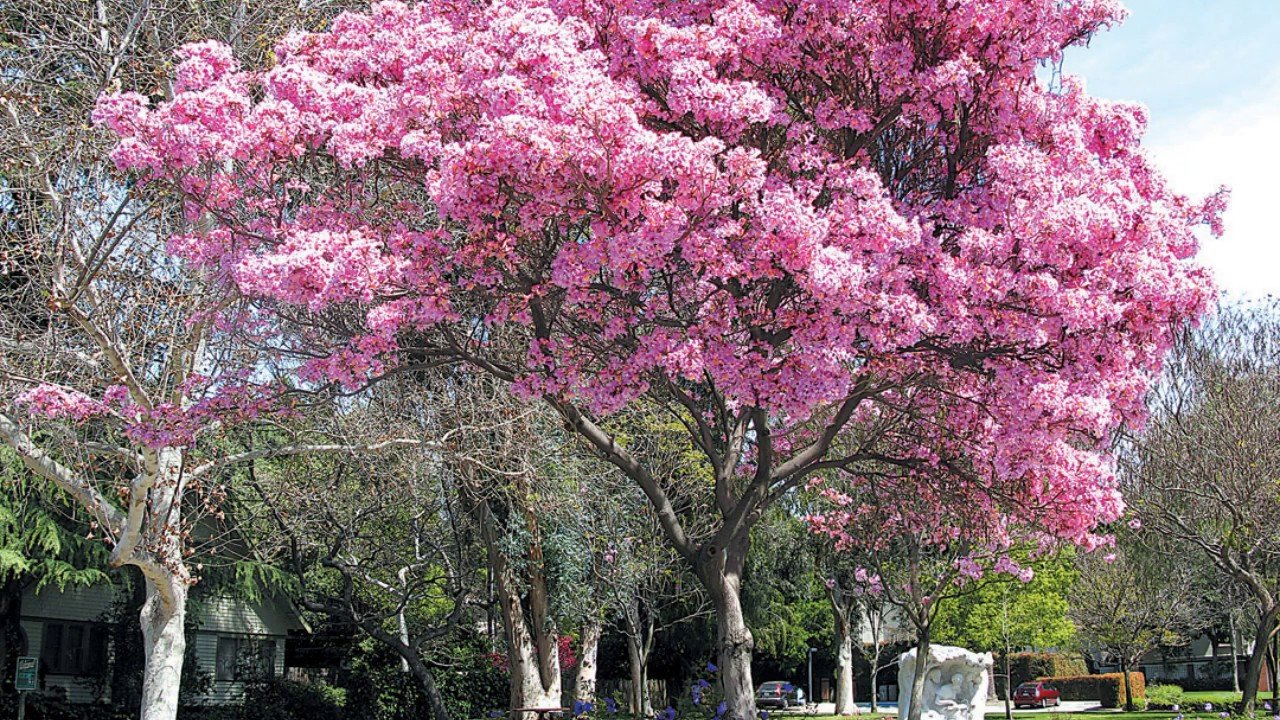 Дерево с бело розовыми цветами название фото
