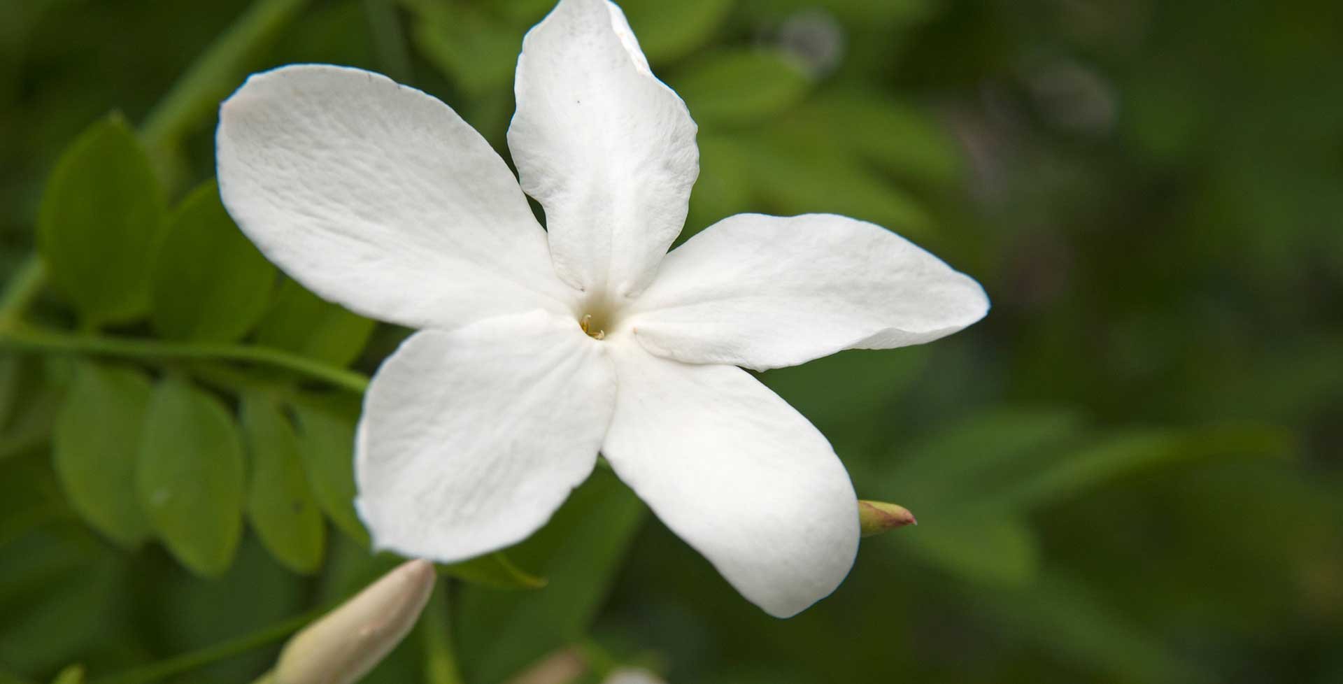 Цветок жасмина Jasminum