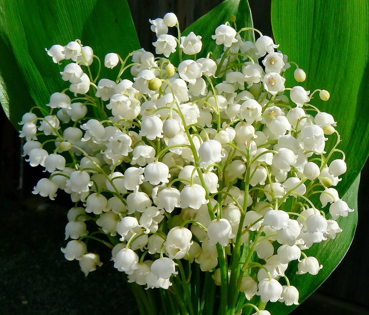 Белые цветы ландыши