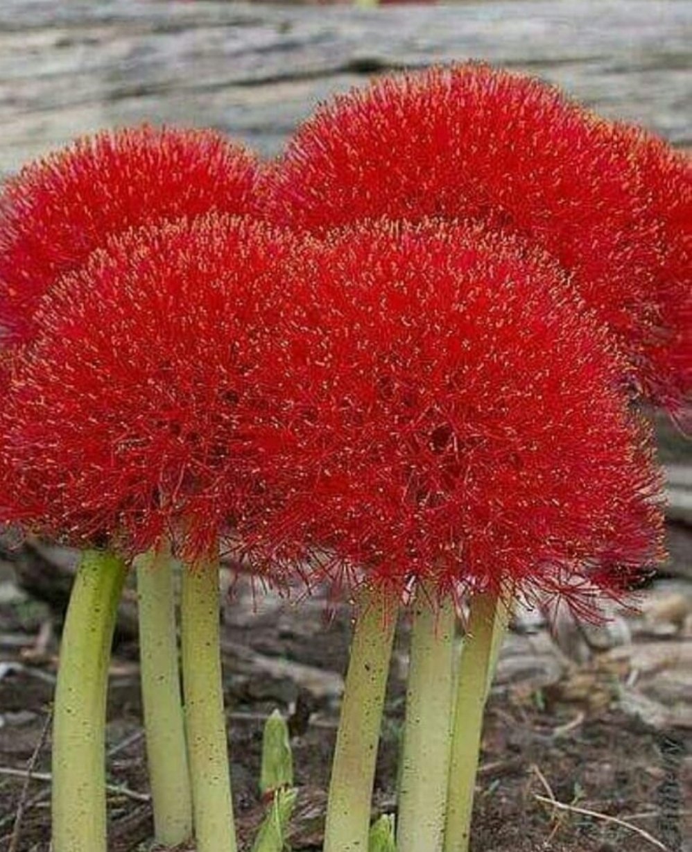 Красный необычный. Амариллисы (гемантус).. Гемантус красный. Гемантус цветок красный. Африканский гемантус.