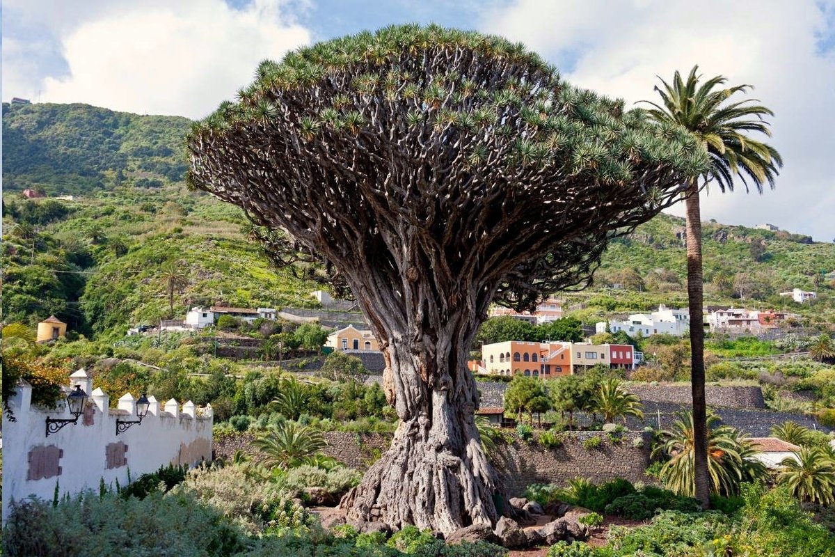 Драконовое дерево на Тенерифе