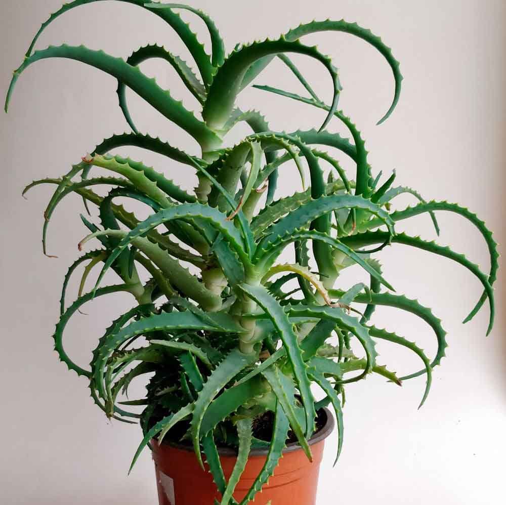 Aloe zebrina Dannyz цветет