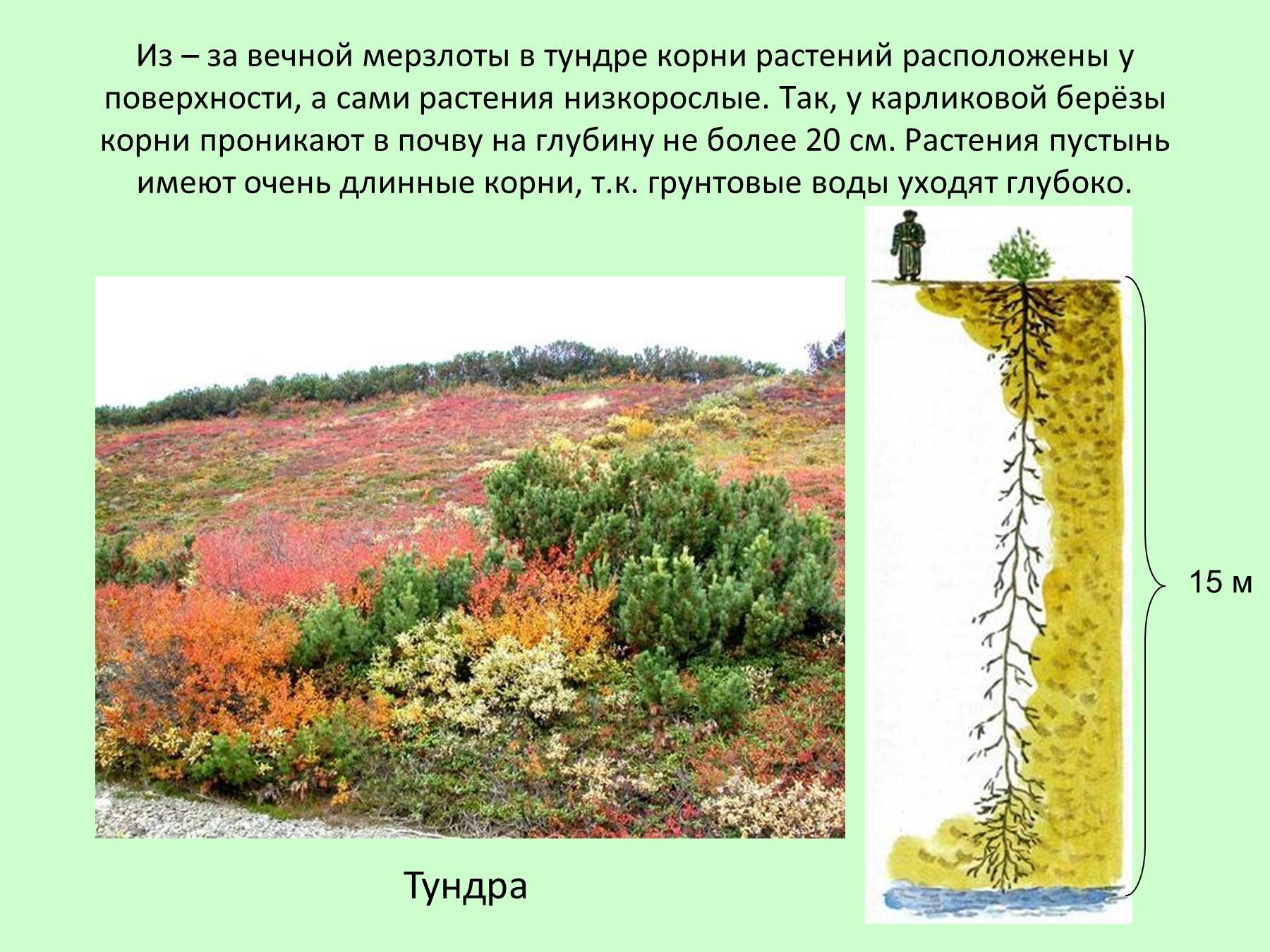 Примеры растений в тундре