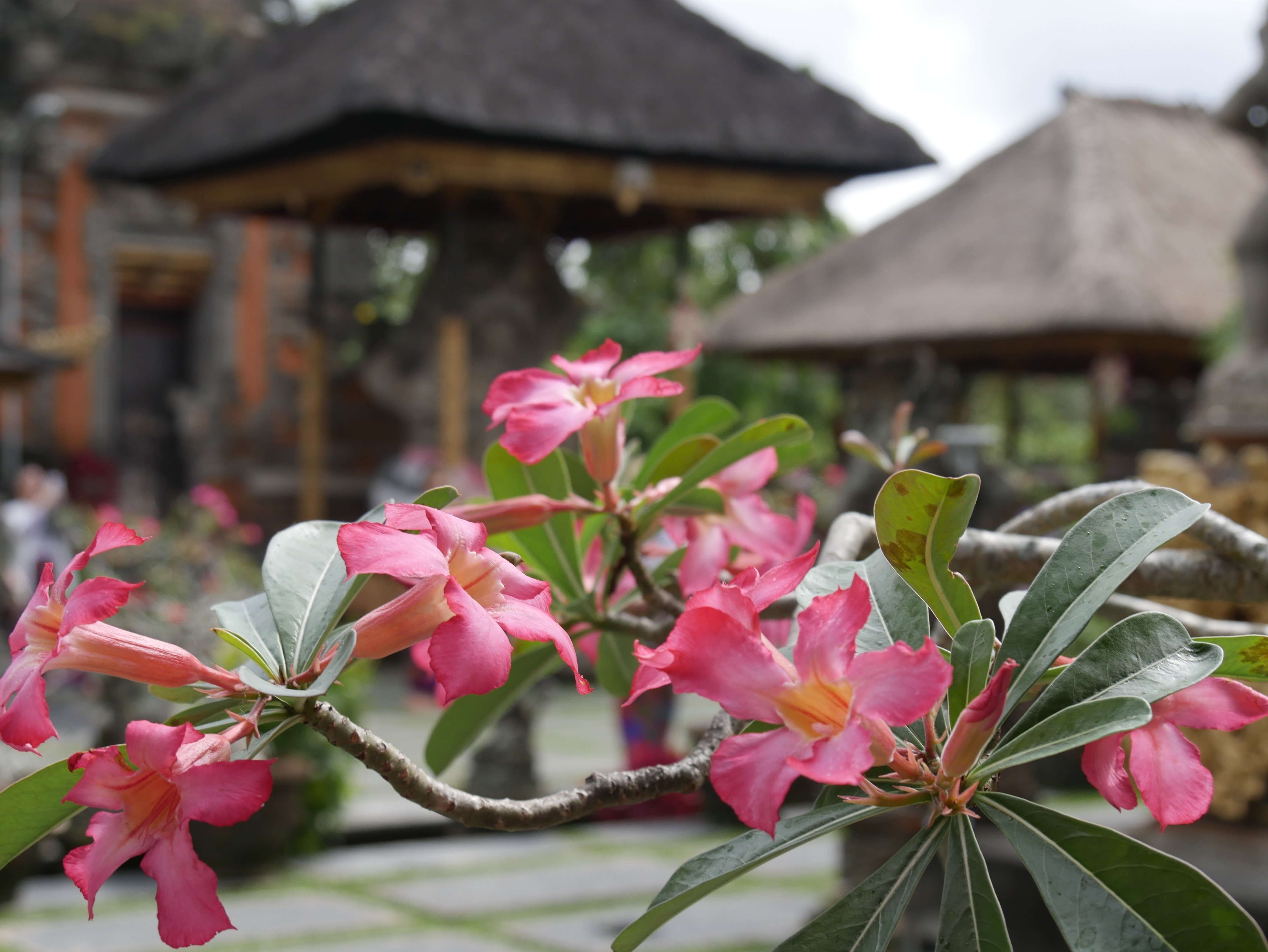 Цветы на бали. Магнолия Плюмерия. Растения Бали. Франжипани Бали.