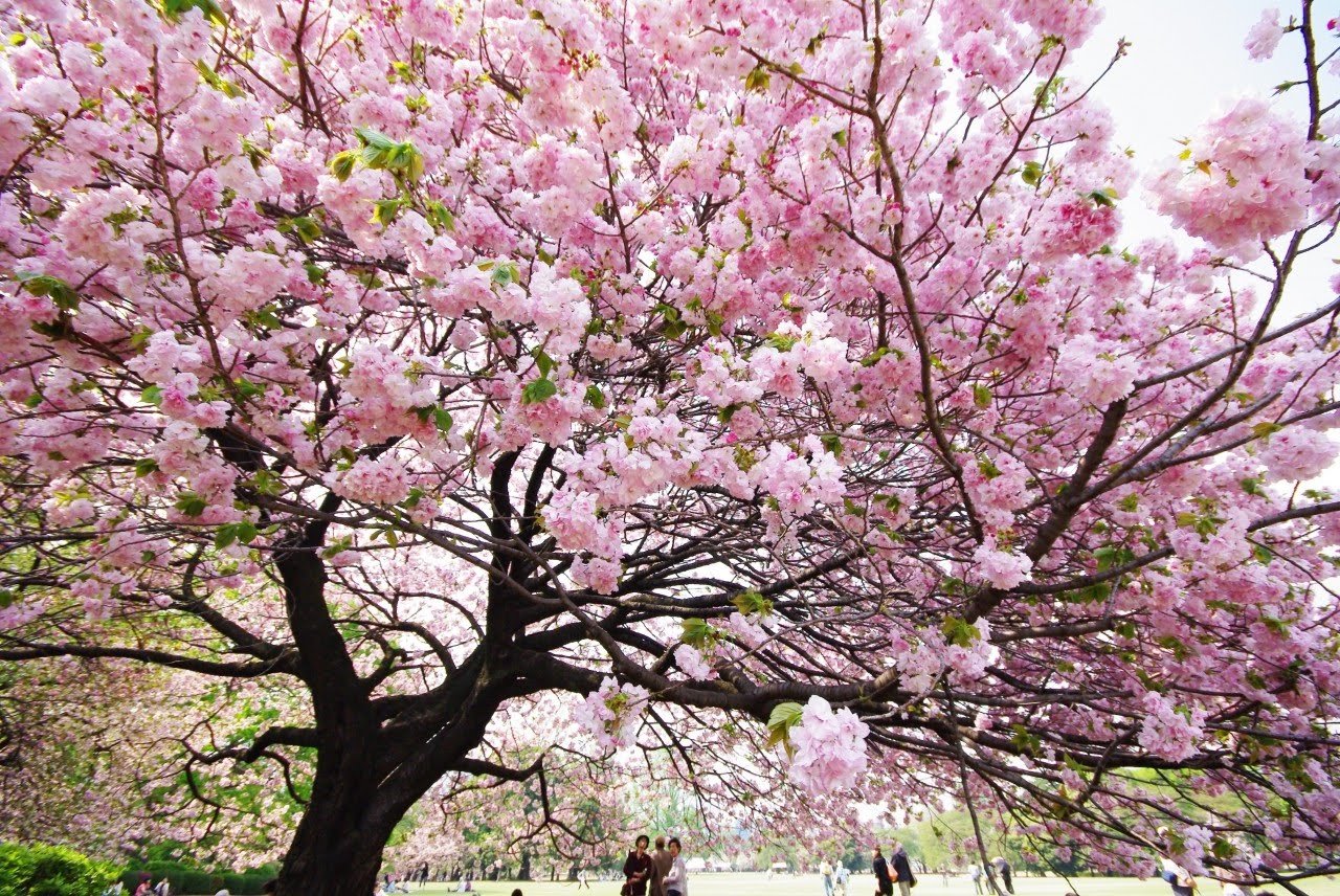 Сакура цветет в саду. Сакура черри блоссом дерево. Сакура плодоносит. Япония дерево Сакура. Сакура кустовая "Ханами".