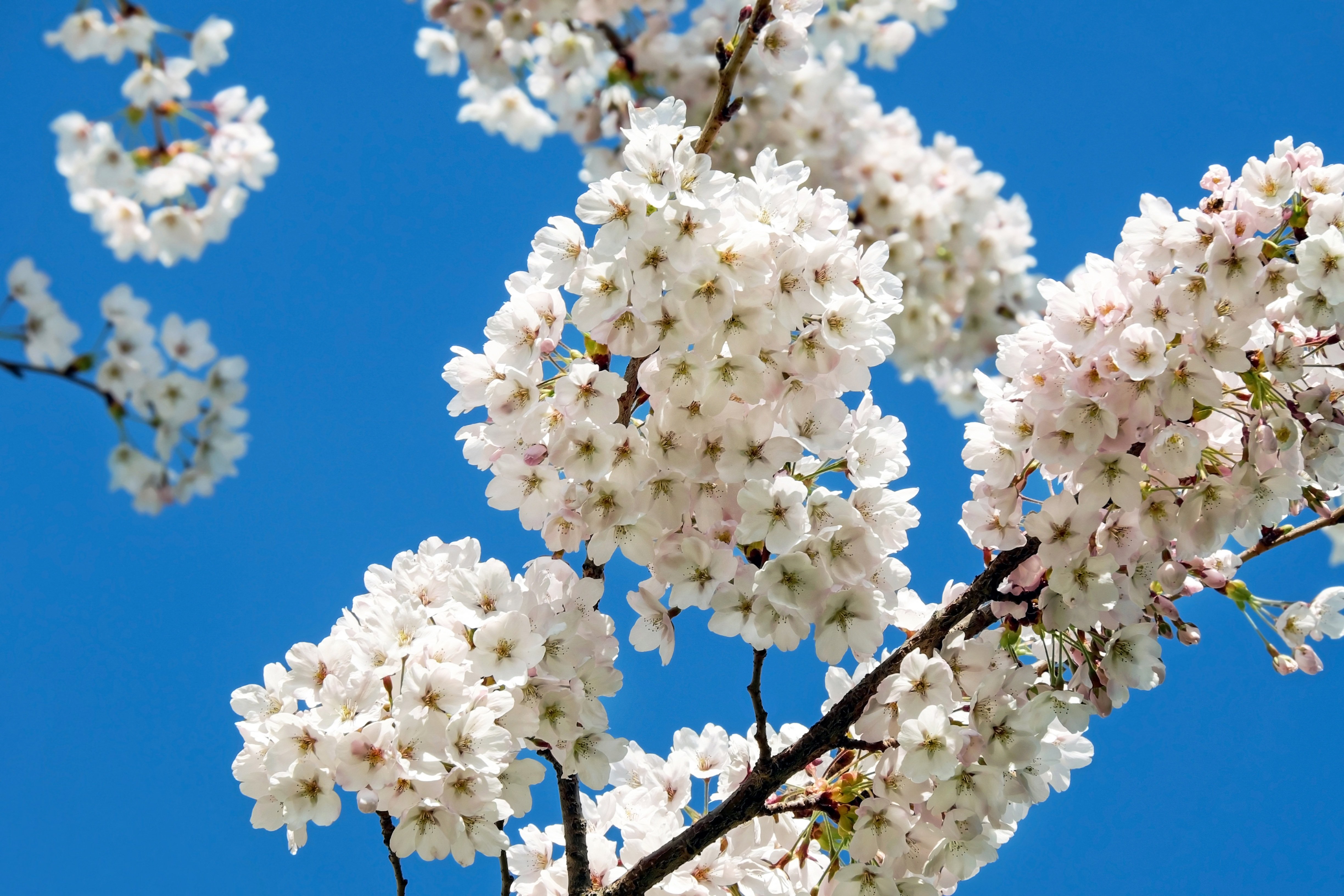 Про цветущие деревья. Цветущая японская белая вишня. Цветущая вишня дерево. Японская вишня белая Цветущая дерево.