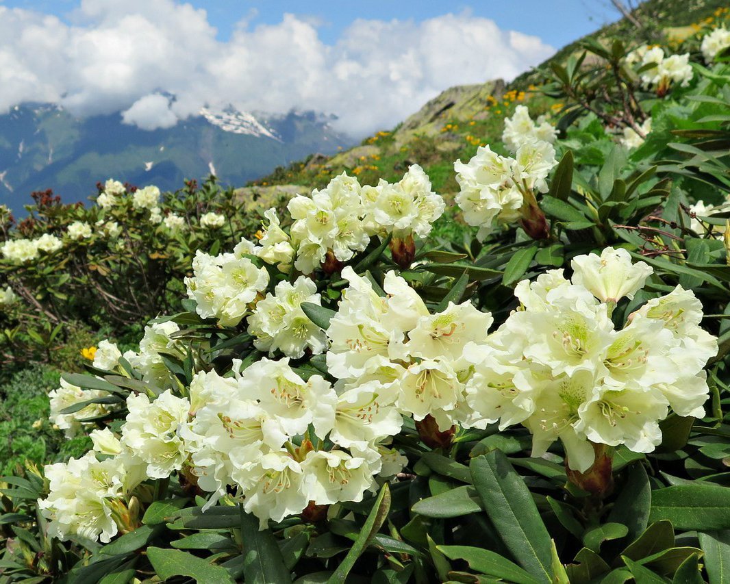 Цветы апшеронск. Рододендрон горный кавказский. Рододендрон Грузия. Рододендрон Приэльбрусья. Рододендрон Эльбрус.