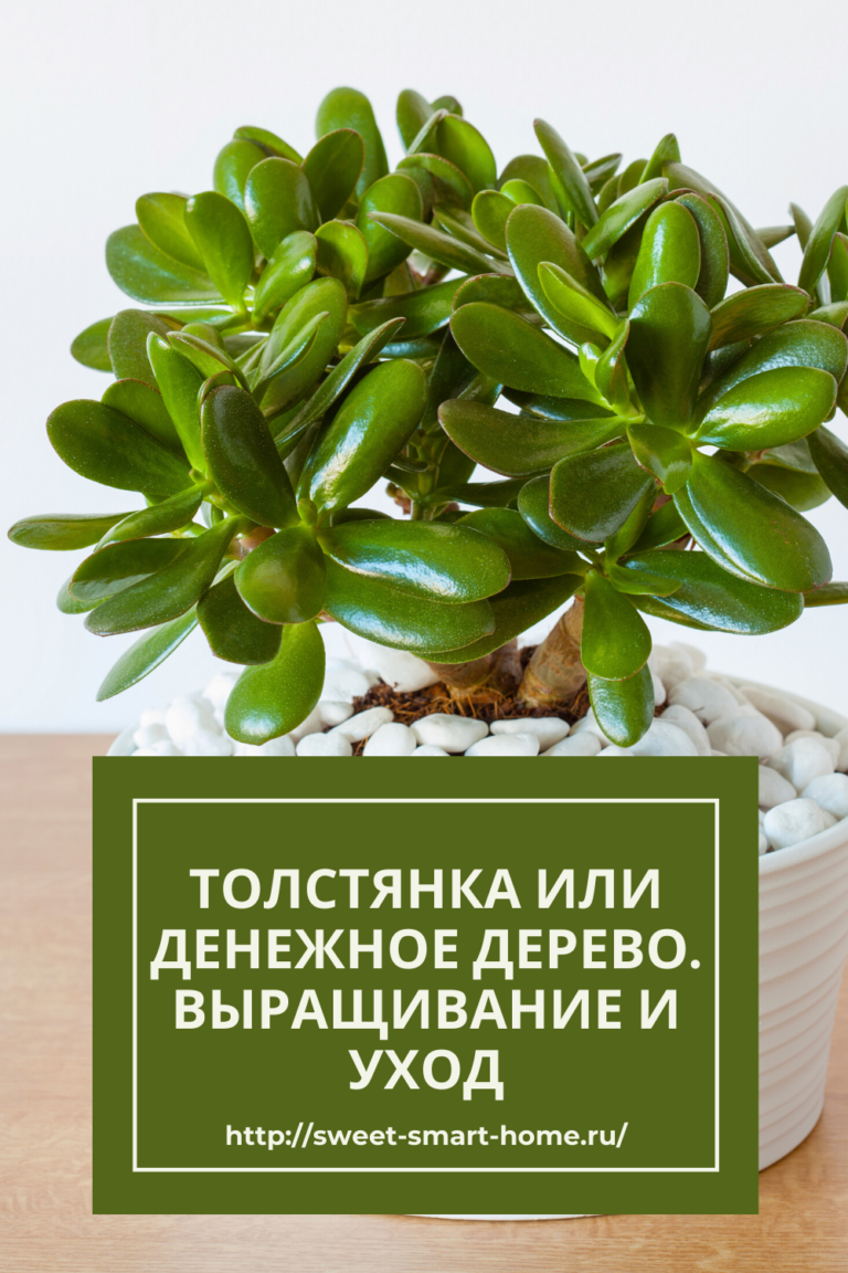 Толстянка денежное дерево. Крассула цветок денежное дерево. Крассула толстянка цветы. «Денежное дерево» (Крассула) или толстянка.