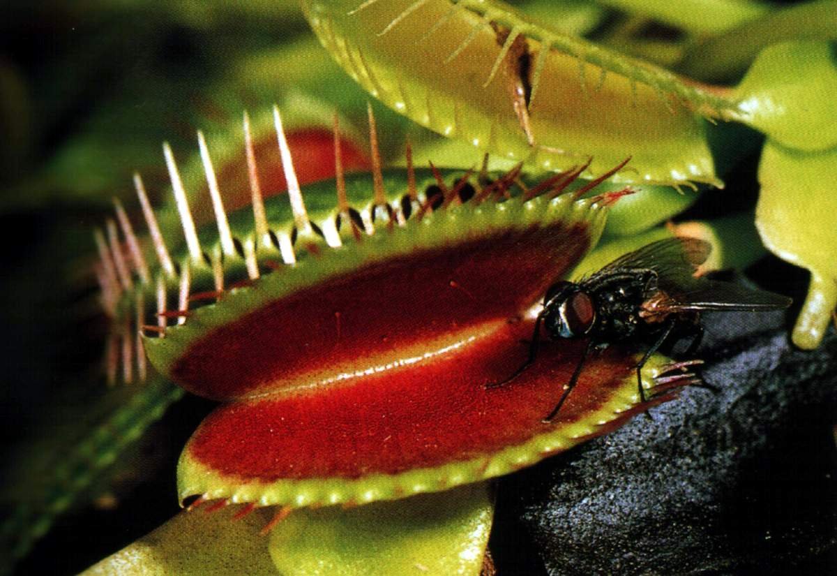 Животное питающееся насекомыми. Венерина мухоловка (Dionaea muscipula). Росянка непентес. Росянка мухоловка непентес.