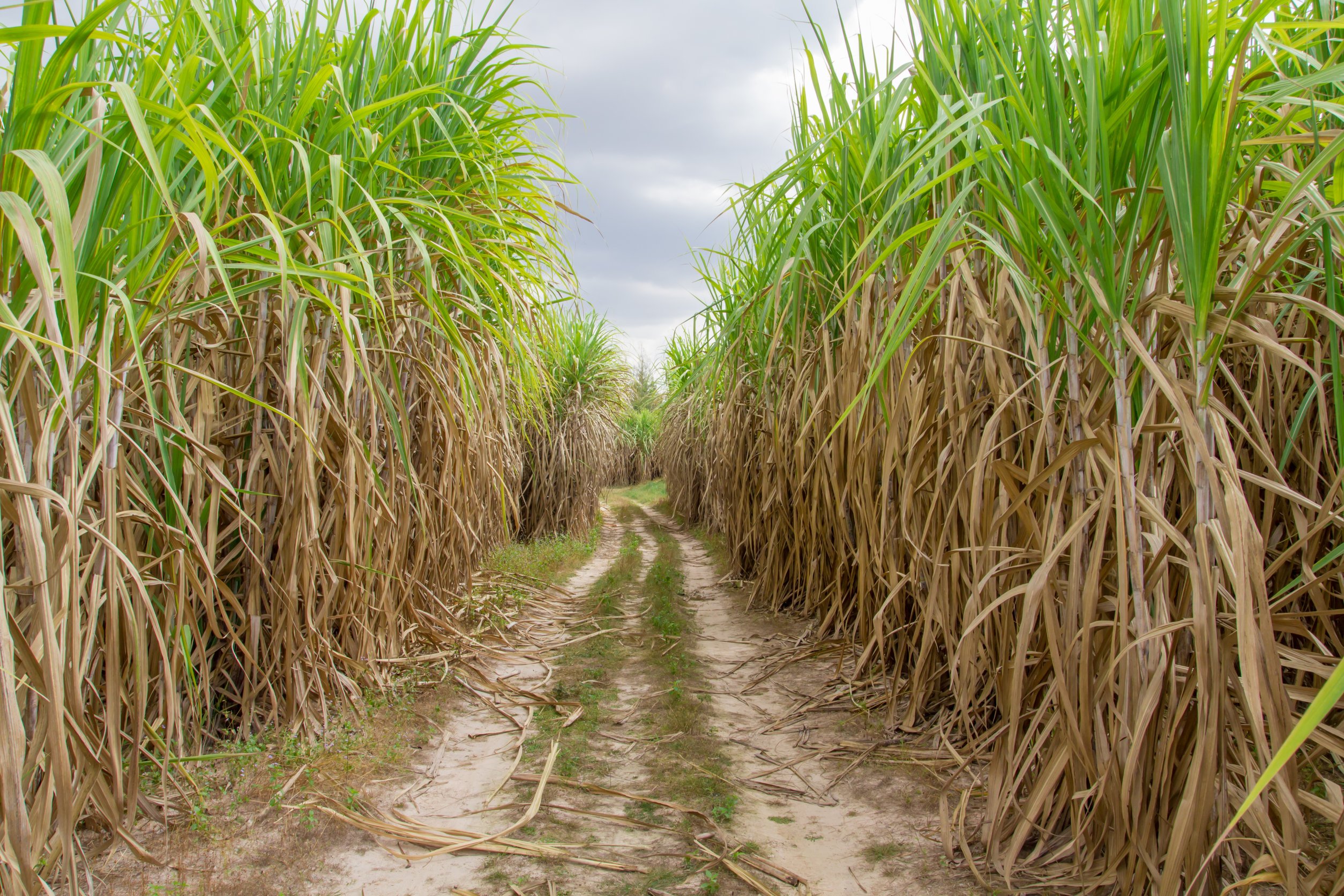 Бразилия сахарный тростник. Куба сахарный тростник плантации. Сахарный тростник в Андах. Сахарный тростник в Египте. Гаити сахарный тростник.