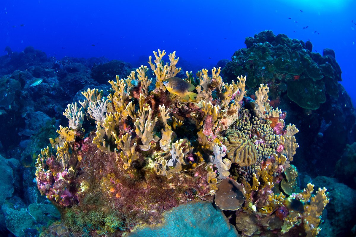 Сообщество кораллового рифа. Барьерный риф Мексики. Коралловый риф в Мексике. Кипр коралловые рифы. Коралловые рифы Монерон.