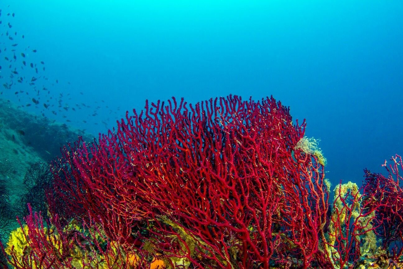Почему водоросли красные. Коралл Montastraea. Коралловые полипы голубой коралл. Красный коралл красный Корал. Море риф Огненный коралл.