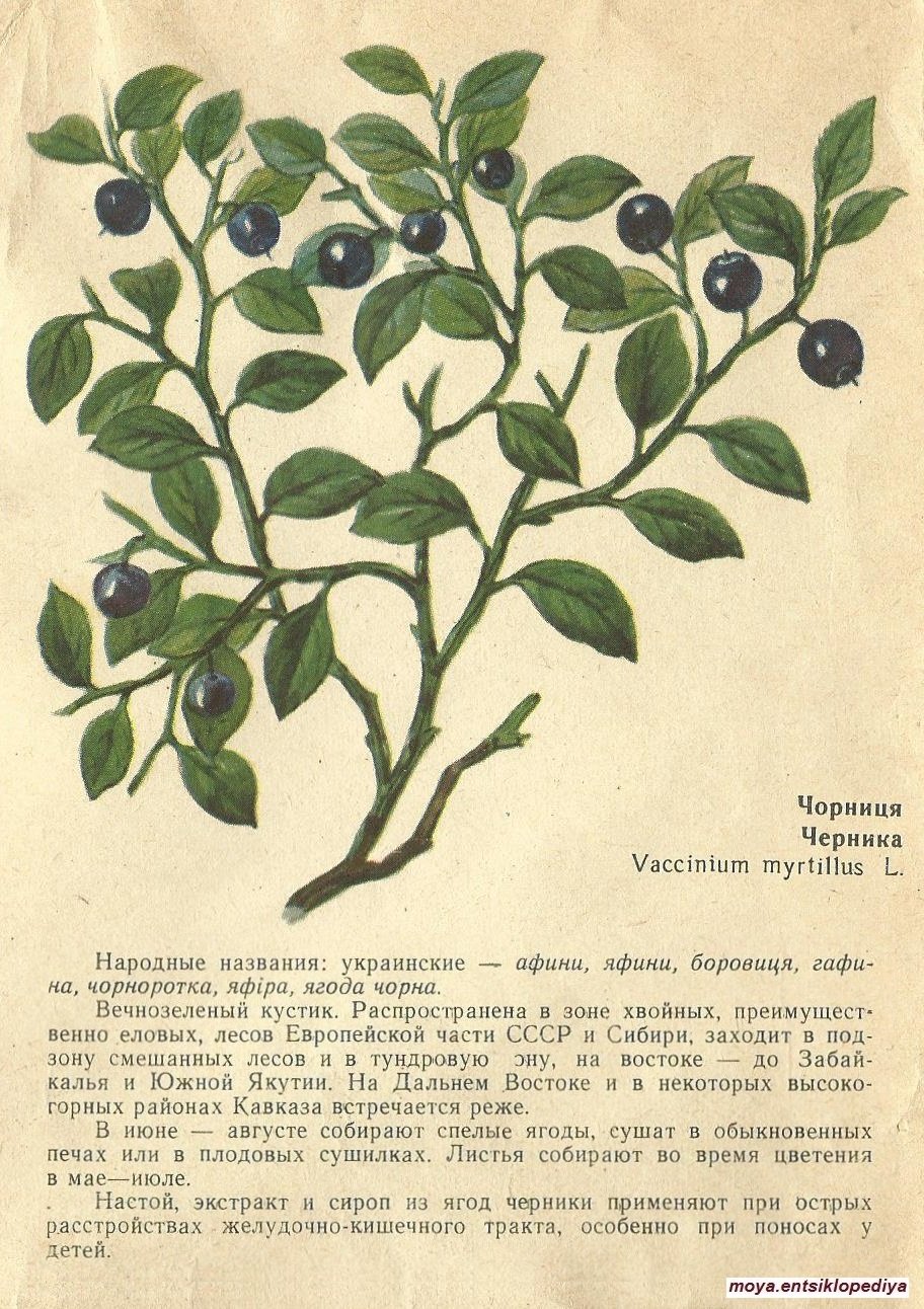 Название плода черники. Vaccinium myrtillus - черника обыкновенная. Черника обыкновенная Фармакогнозия. Строение черники обыкновенной. Черника обыкновенная Ботанический рисунок.