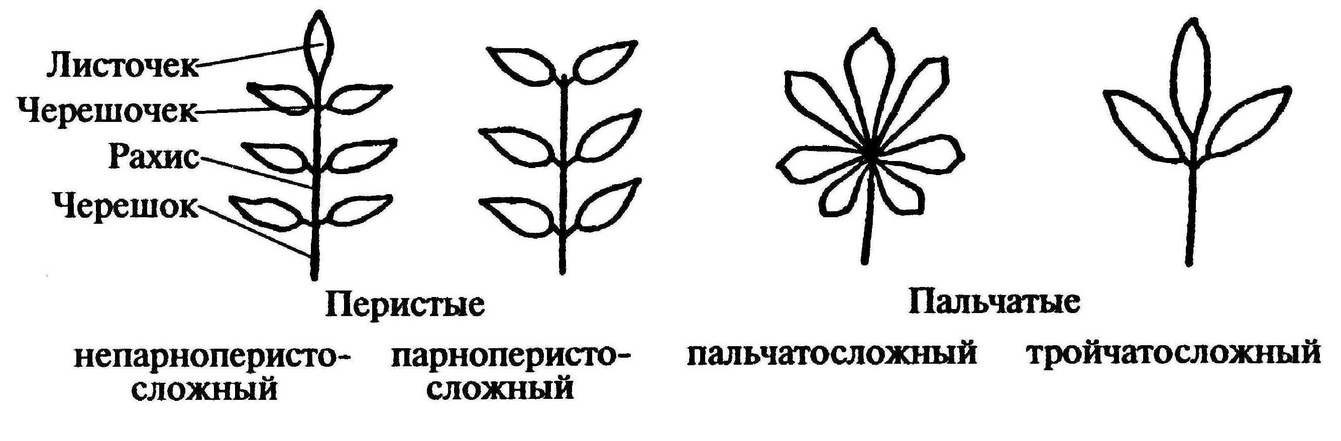 Форма и типы черешков. Классификация листьев по строению. Пальчато раздельный лист. Классификация сложных листьев. Простые листья классификация.