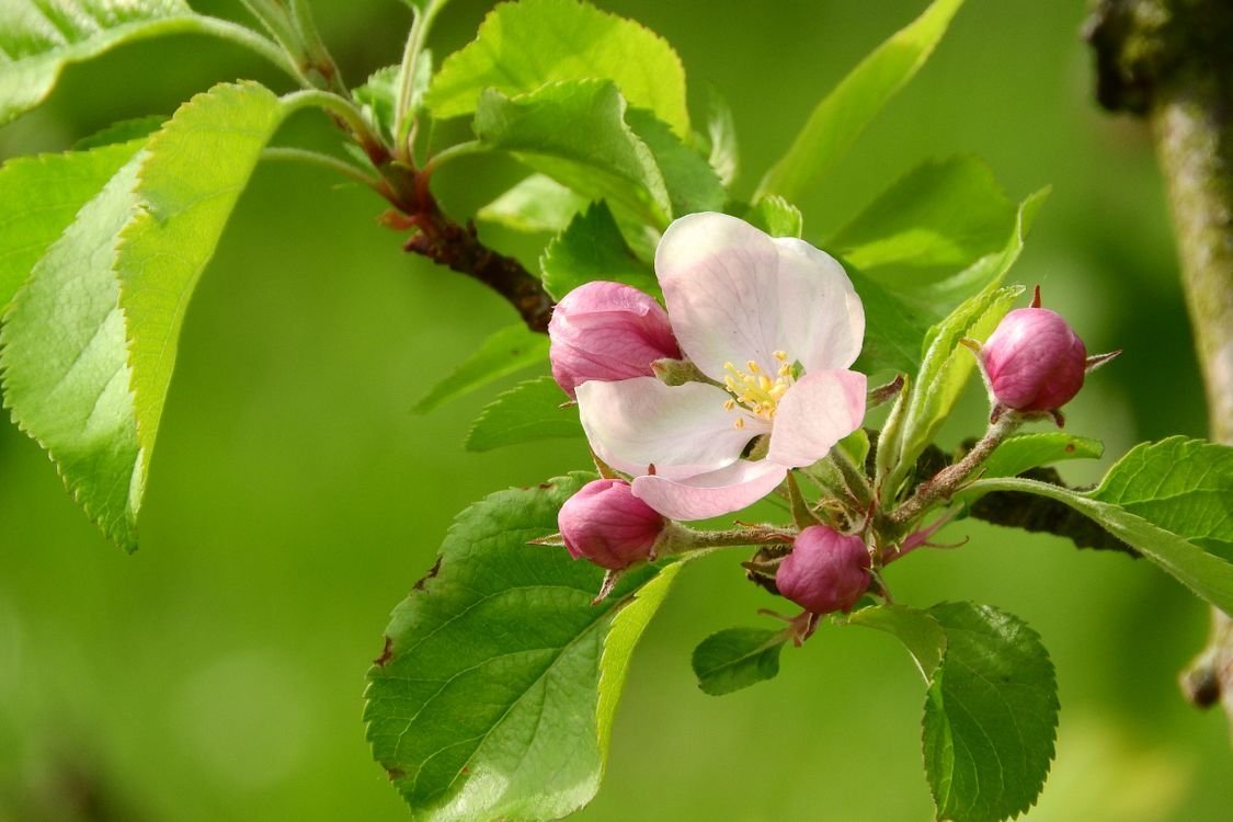 Malus Butterball Fruits С†РІРµС‚РєРё