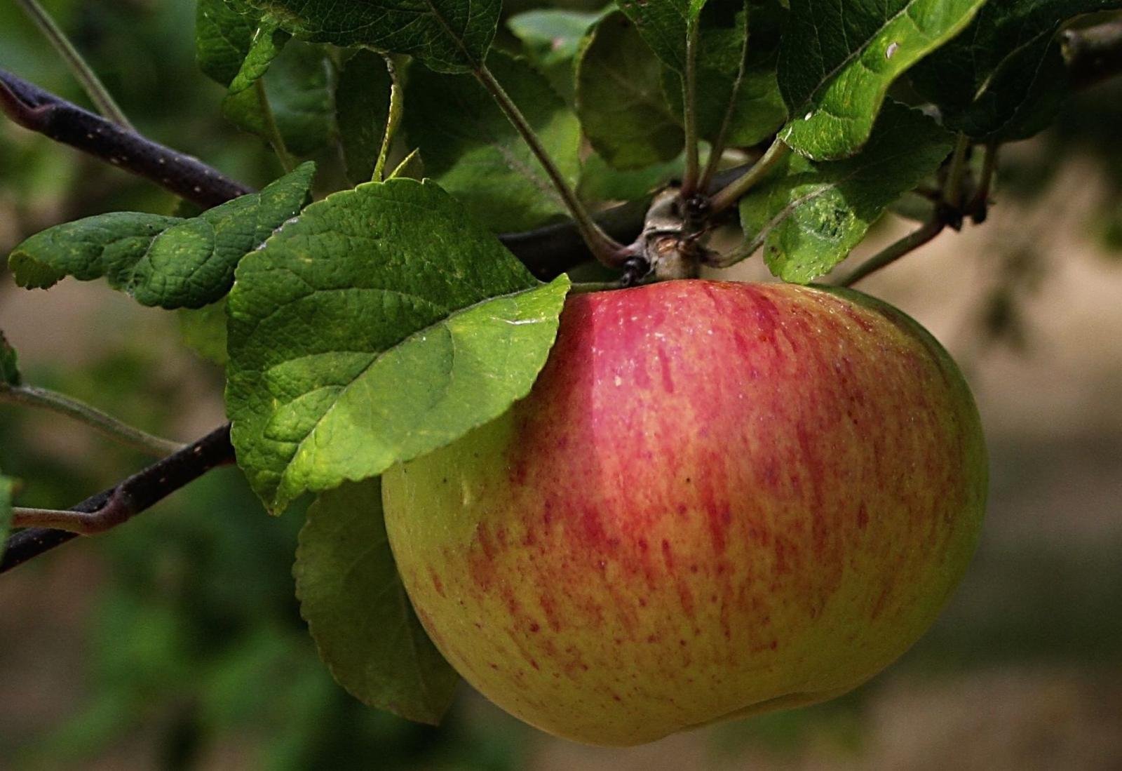 Первые яблоки сорт. Яблоня Коробовка. Яблоня Malus domestica. Коробовка яблоня крона. Яблоня Авенариус.