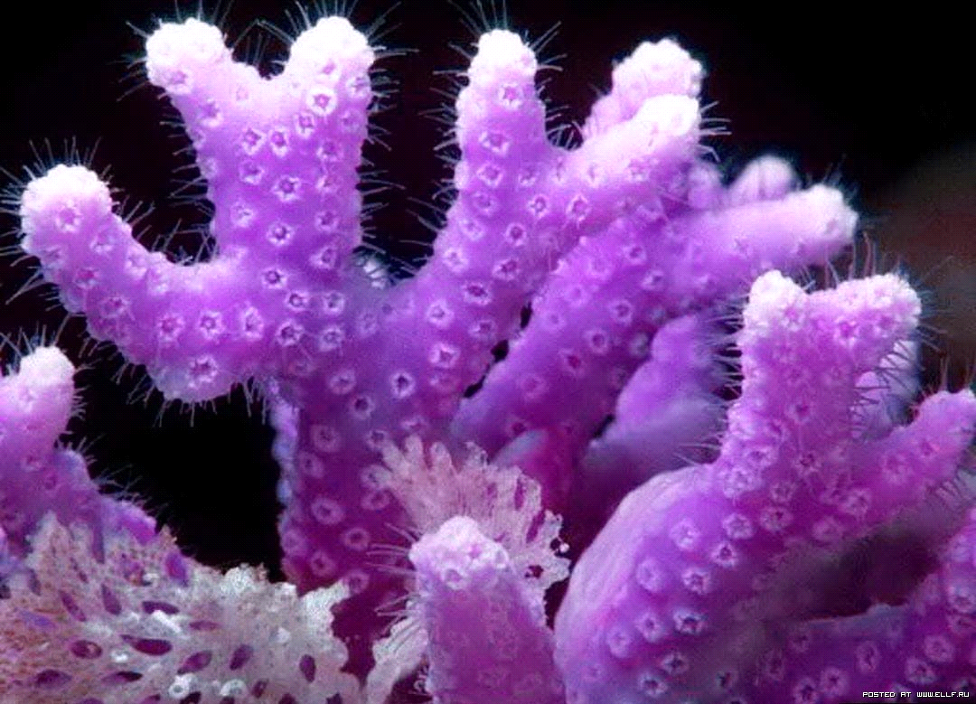 Коралловые полипы Кишечнополостные. Кораллы полипы Кишечнополостные. Морские Кишечнополостные коралловые полипы. Коралловые полипы (Anthozoa).