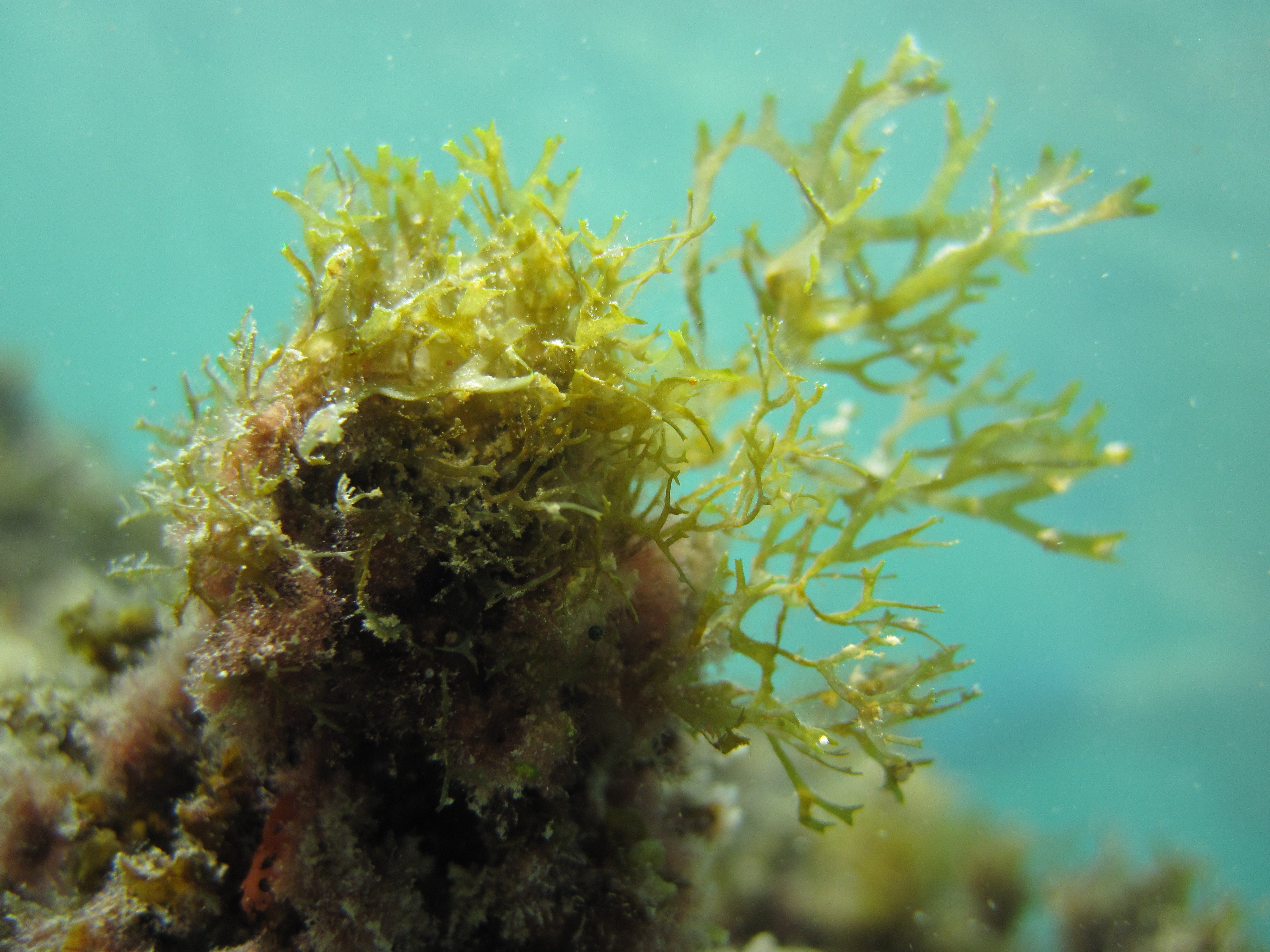 Какие водоросли глубоководные. Диктиота водоросль. Водоросль corallina officinalis. Триходесмиум водоросль. Чмек водоросли.