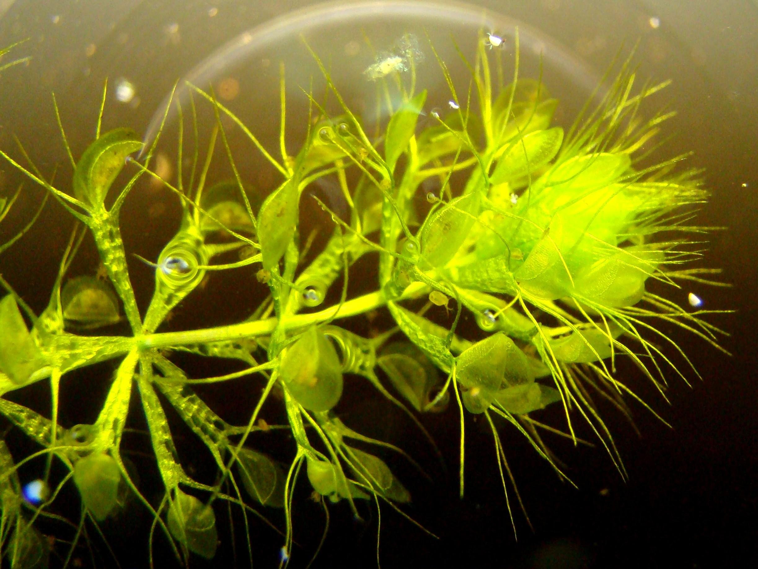 Водные растения пузырьки. Альдрованда пузырчатая. Альдравана пузырчатка. Альдрованда пузырчатая хищное растение. Альдрованда пузырчатая (Aldrovanda vesiculosa).
