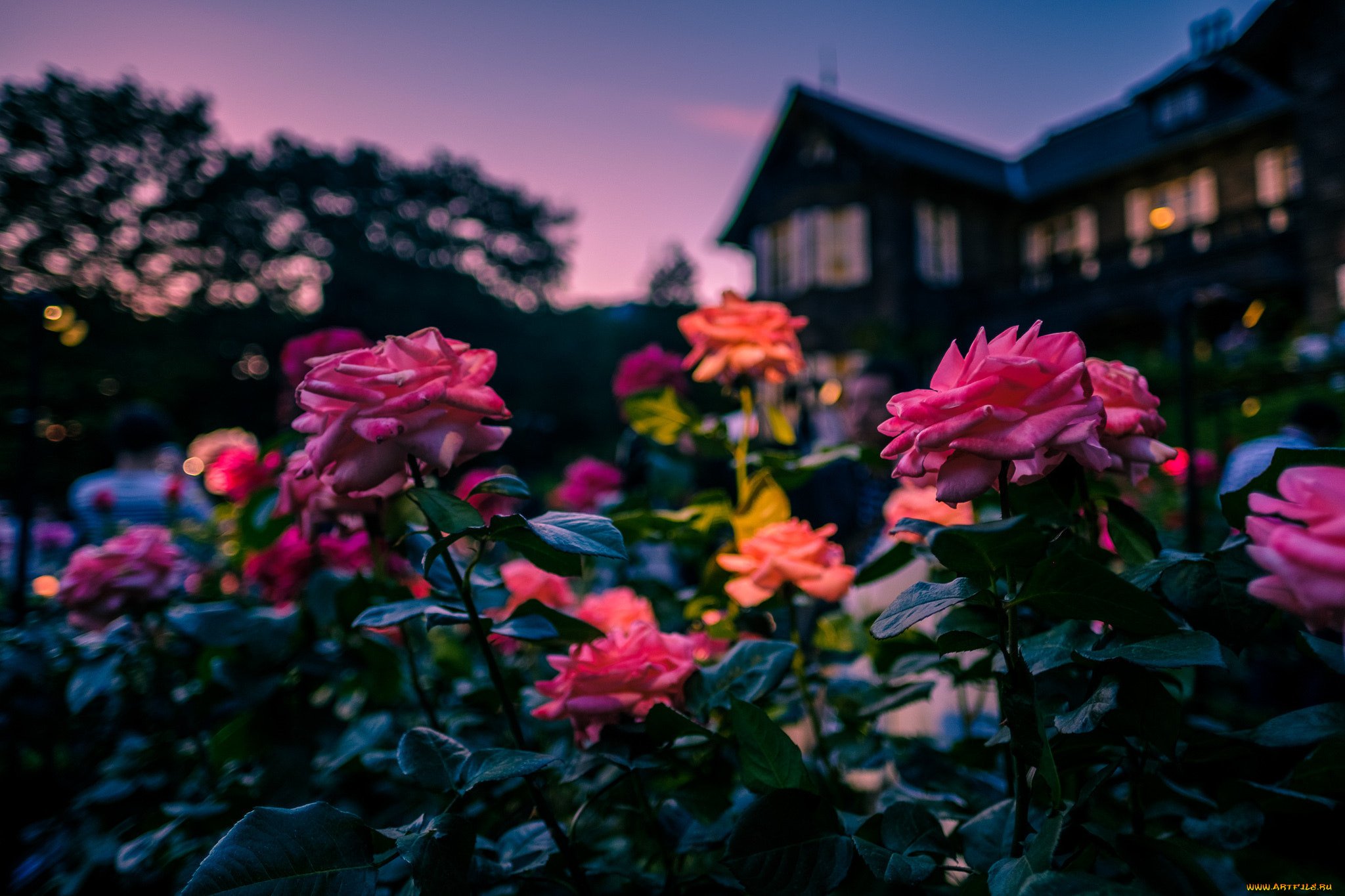 The flowers. Вечерний сад. Цветы вечер. Красивый сад вечером. Цветочный сад ночью.