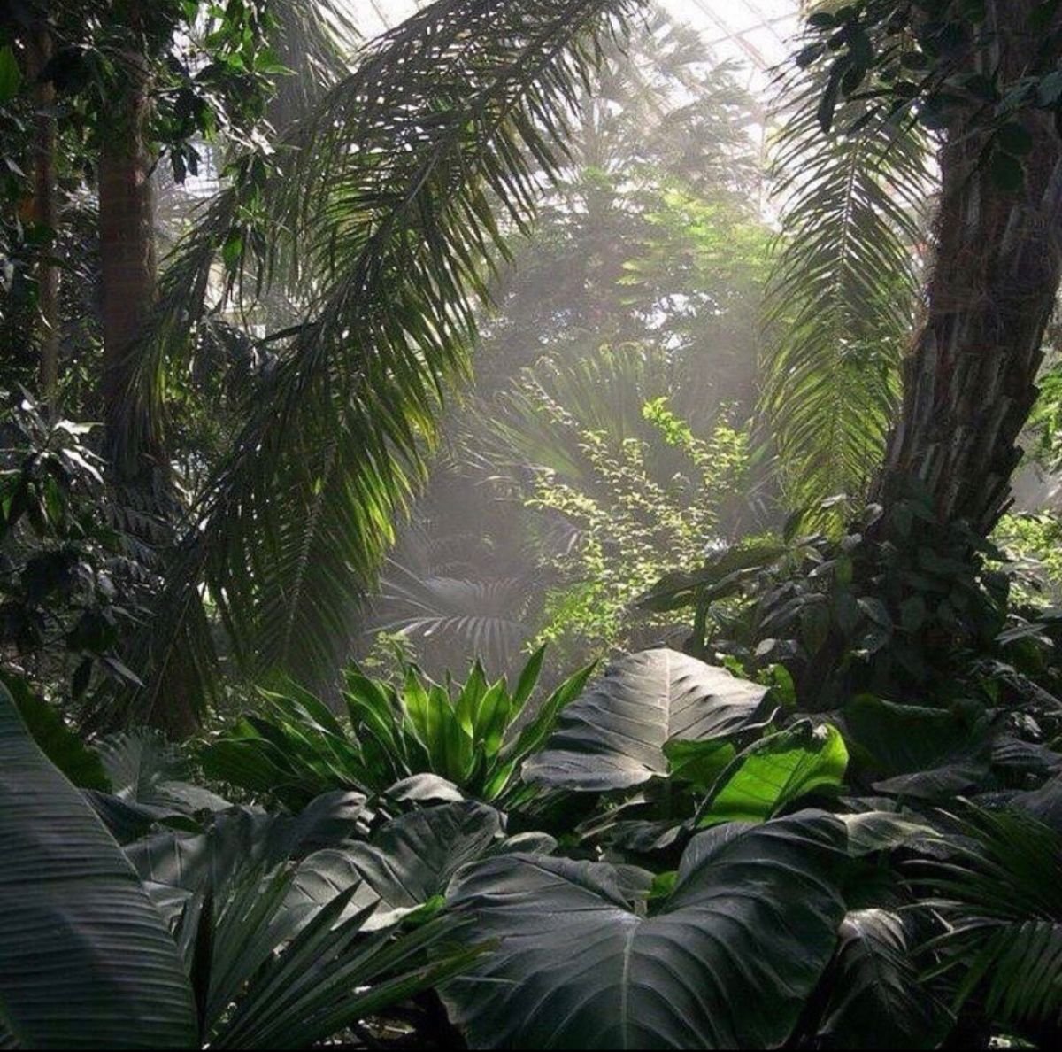 Субтропические джунгли