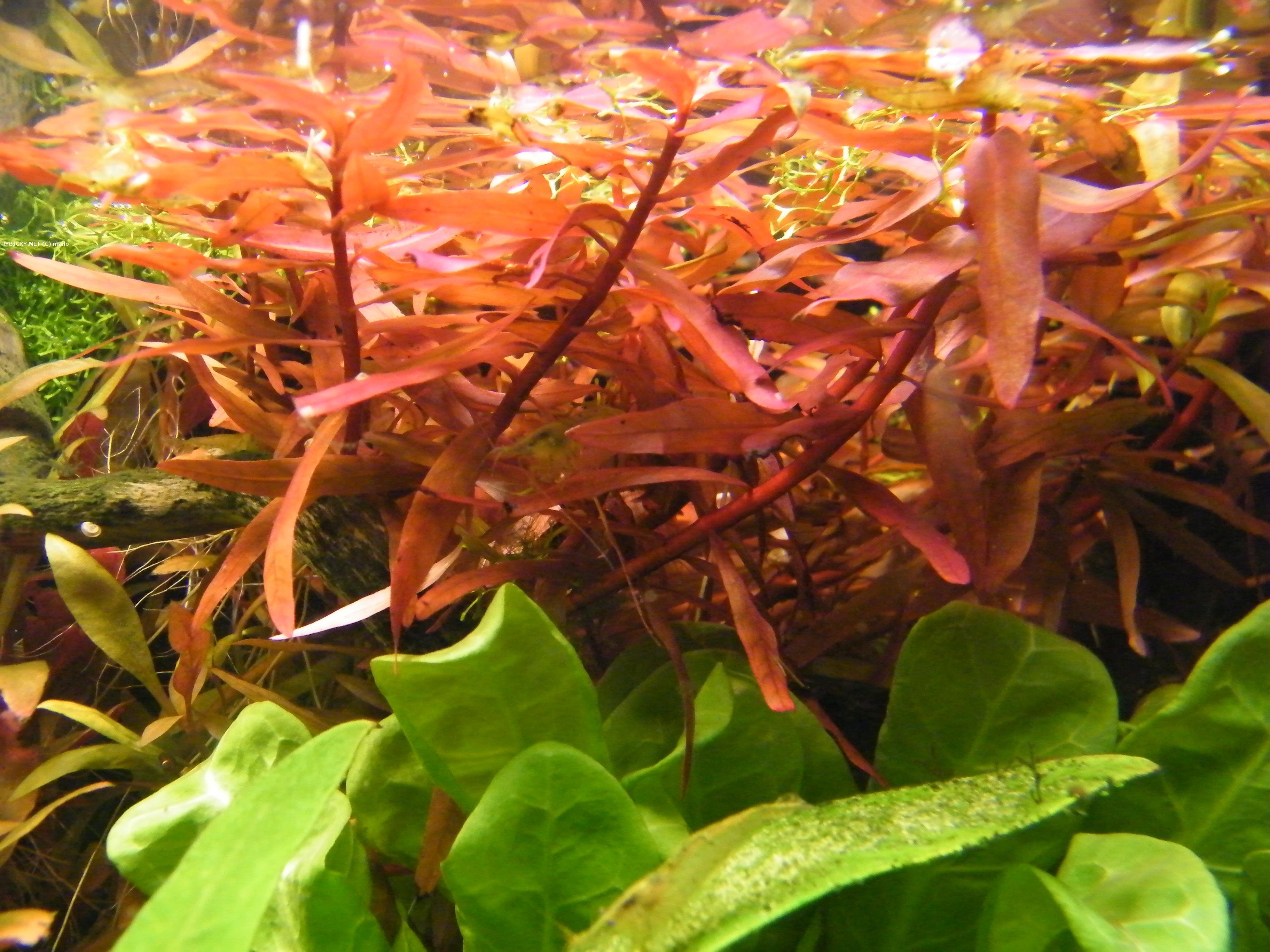 Амания. Аммания - (Ammania senegalensis). Аммания бонсай аквариумное растение. Аммания капителлата. Аммания мультифлора.