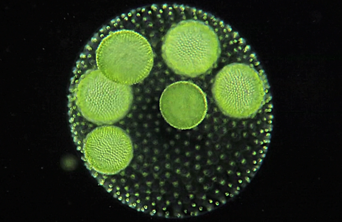 Колониальными водорослями являются. Колониальный вольвокс. Колониальные водоросли вольвокс. Одноклеточные организмы вольвокс. Фитопланктон вольвокс.