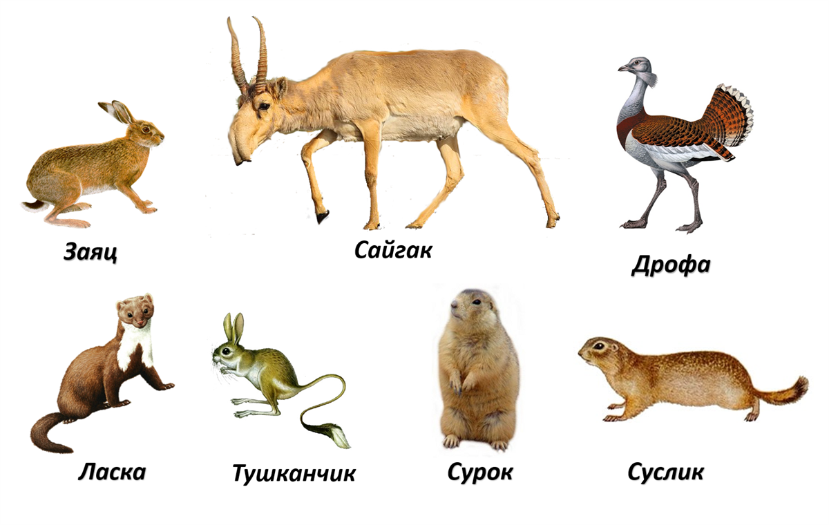 Млекопитающие на букву т. Животные степи. Животные Степной зоны. Название животных в степи. Животные степи России.
