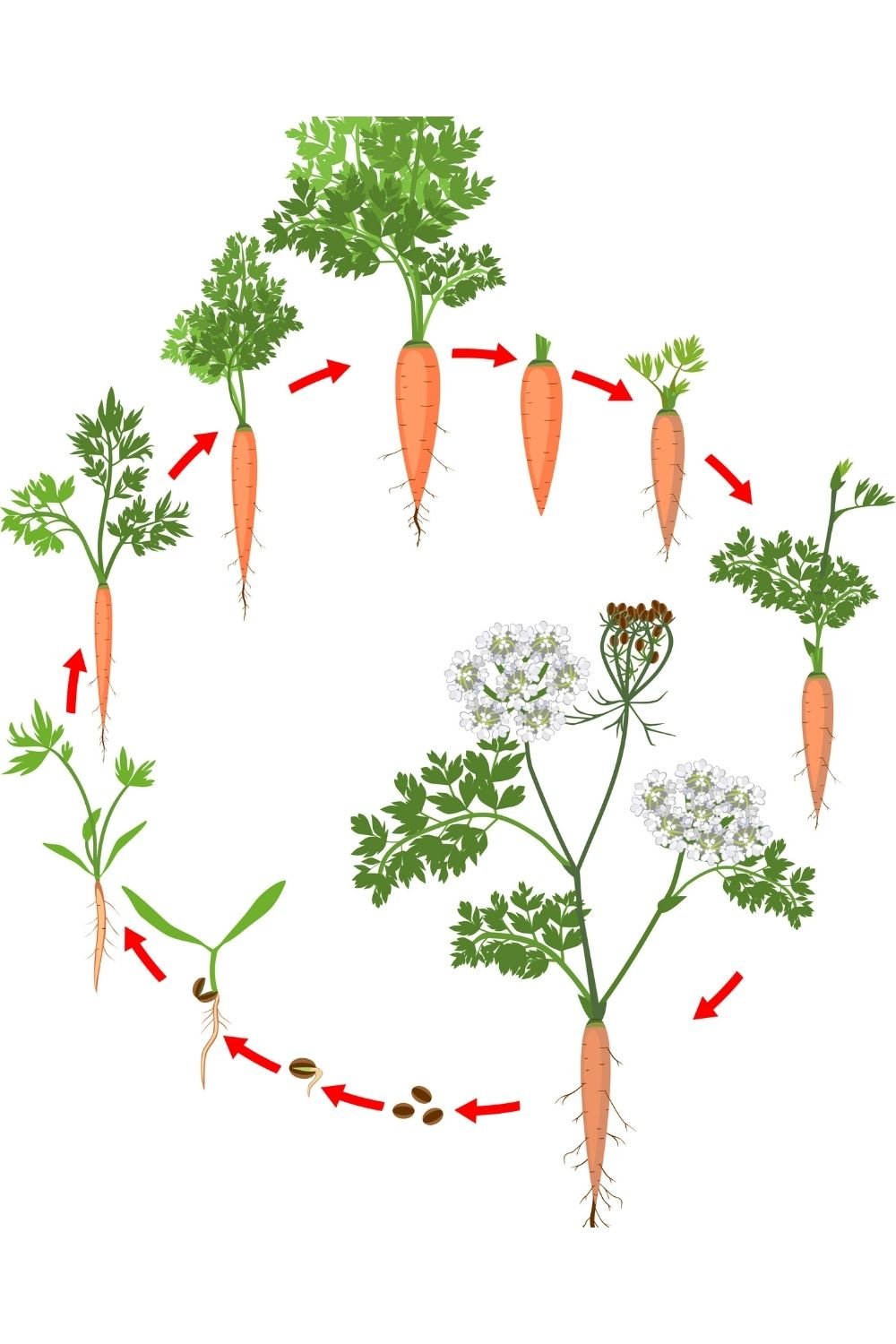 Морковь группа растений. Цикл роста моркови. Стадии роста моркови. Фазы развития моркови. Цикл развития Морковии для детей.