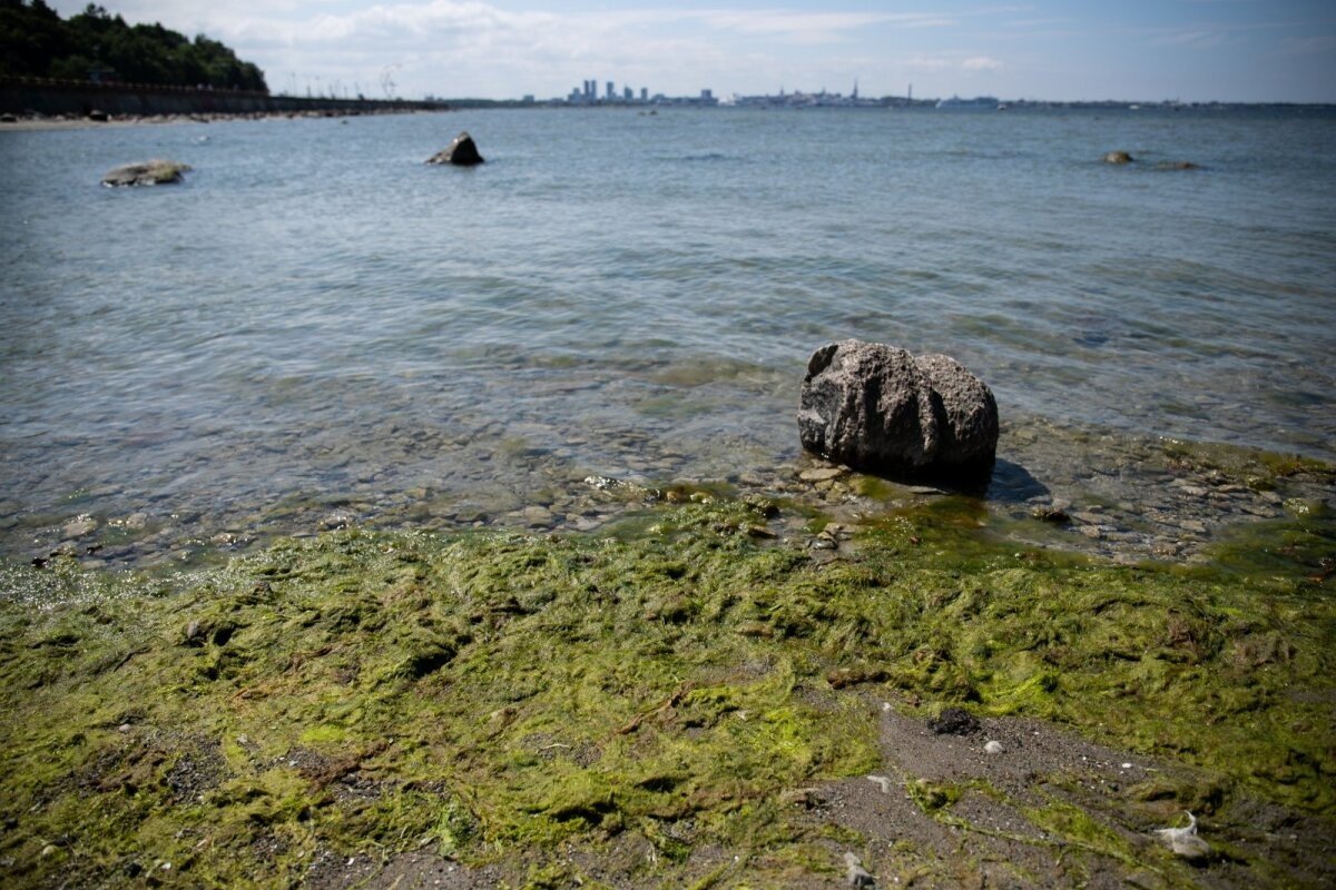 Водоросли в балтийском море