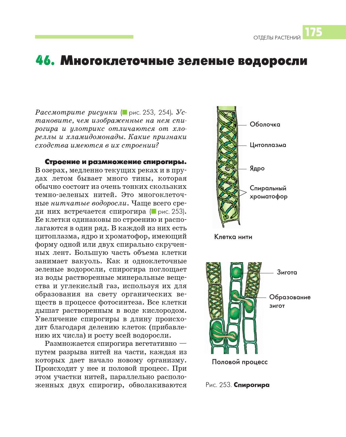 У многоклеточных водорослей нет листьев стеблей и. Многоклеточные водоросли улотрикс. Строение клетки водоросли спирогира. Вегетативное размножение спирогиры. Многоклеточная водоросль спирогира.