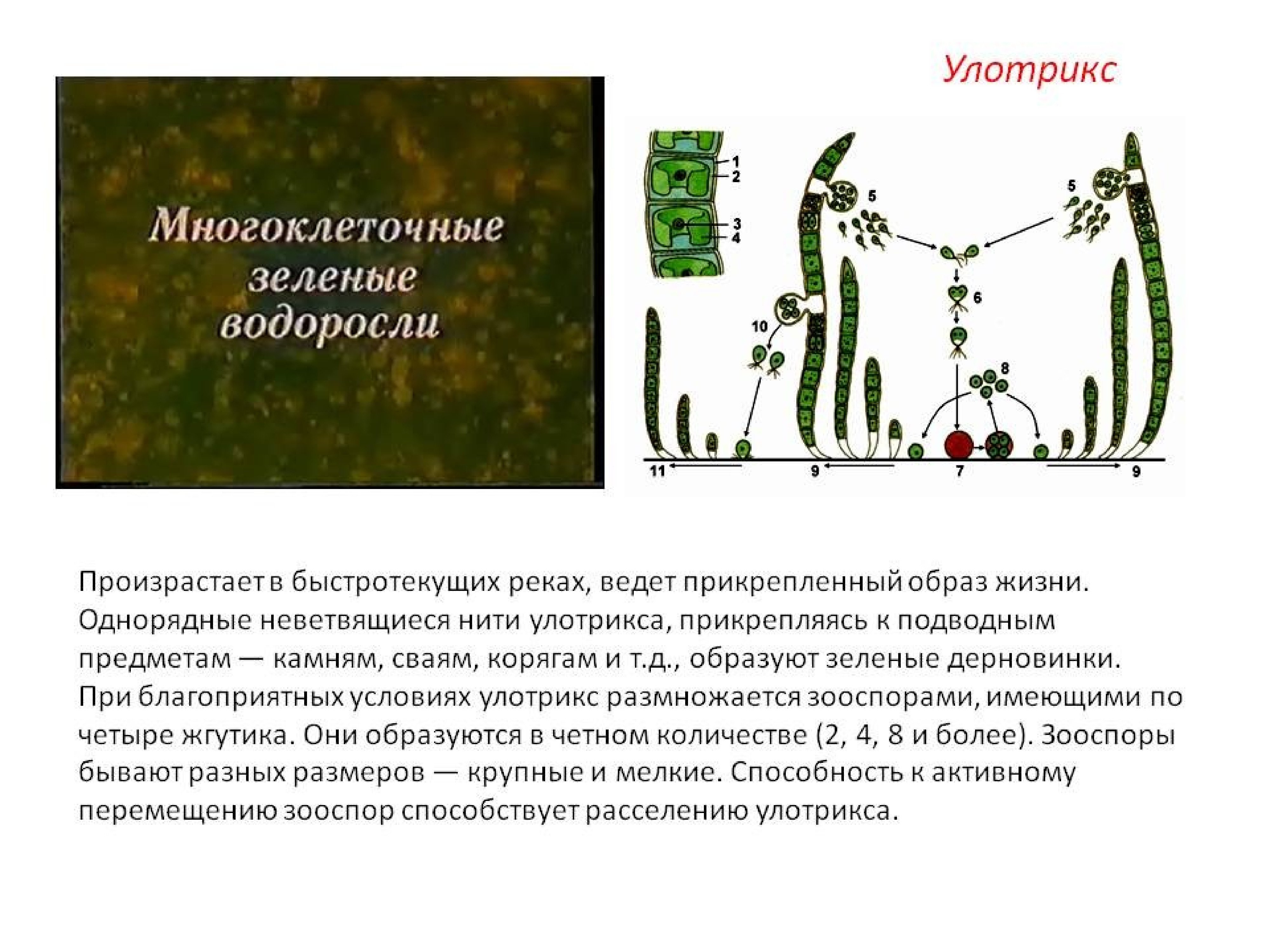 Что такое прикрепленный образ жизни в биологии. Многоклеточные водоросли улотрикс. Ламинария и улотрикс. Зеленые водоросли улотрикс. Нити водоросли улотрикса.