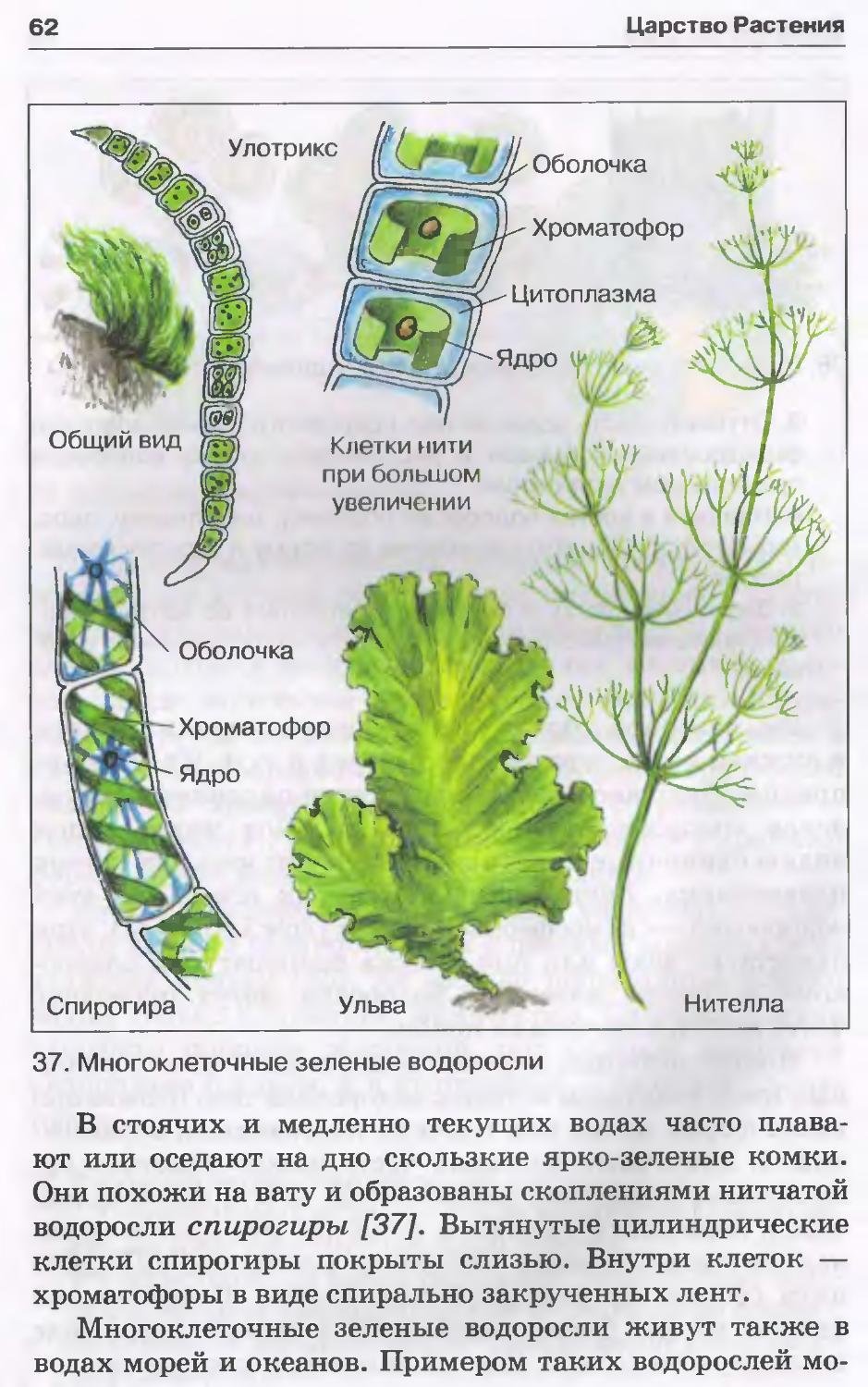 Многоклеточные зеленые водоросли - 69 фото