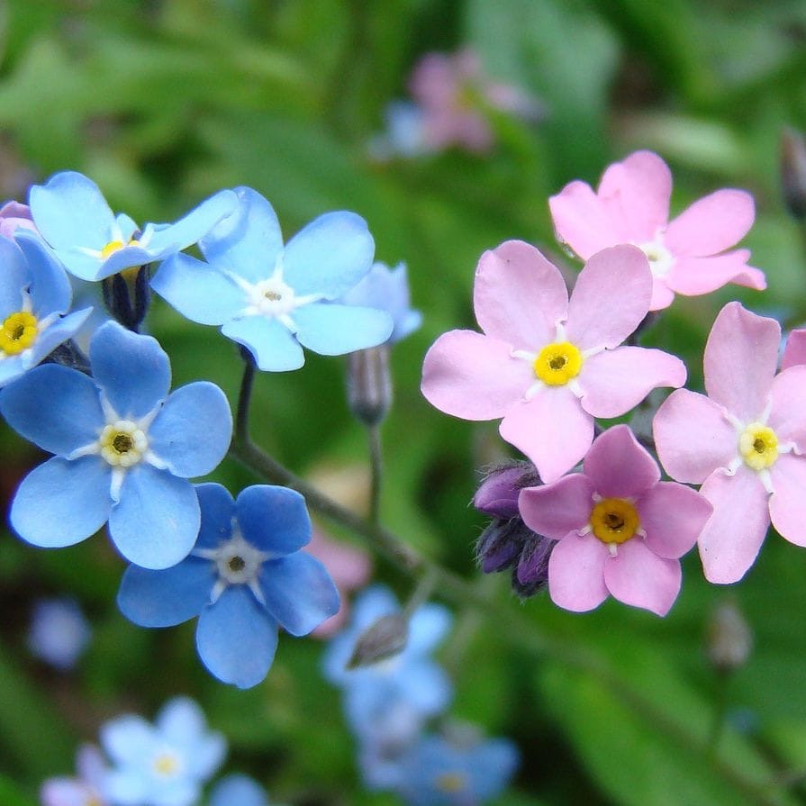 Незабудка 2024. Незабудка Альпийская (Myosotis alpestris). Миосотис Незабудка. Незабудка Лесная Форгетминот.