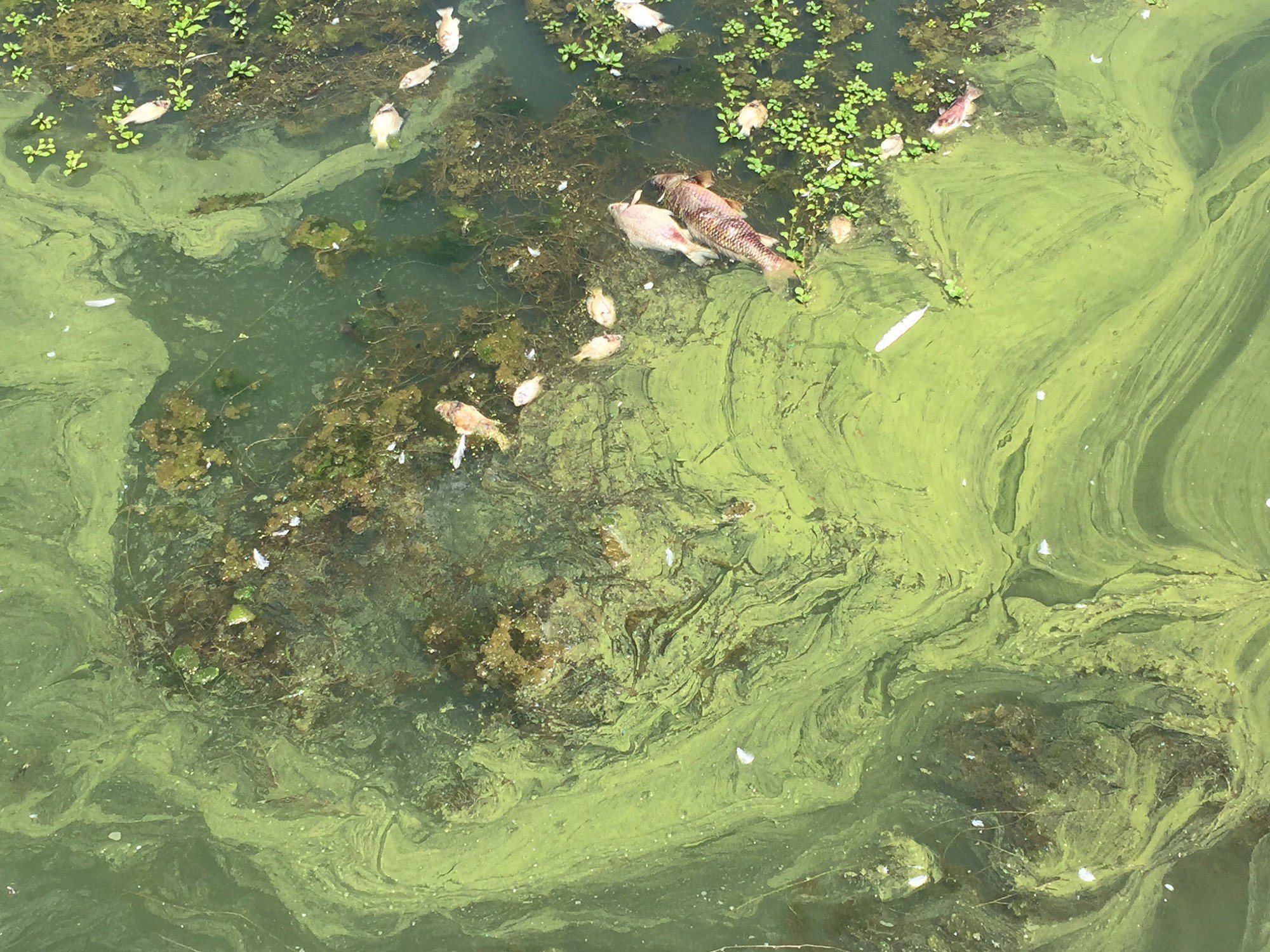 Зеленая вода в озере. Цианобактерии эвтрофикация. Цветение воды цианобактерии. Хламидомонада цветение воды. Фитопланктон цветение воды.