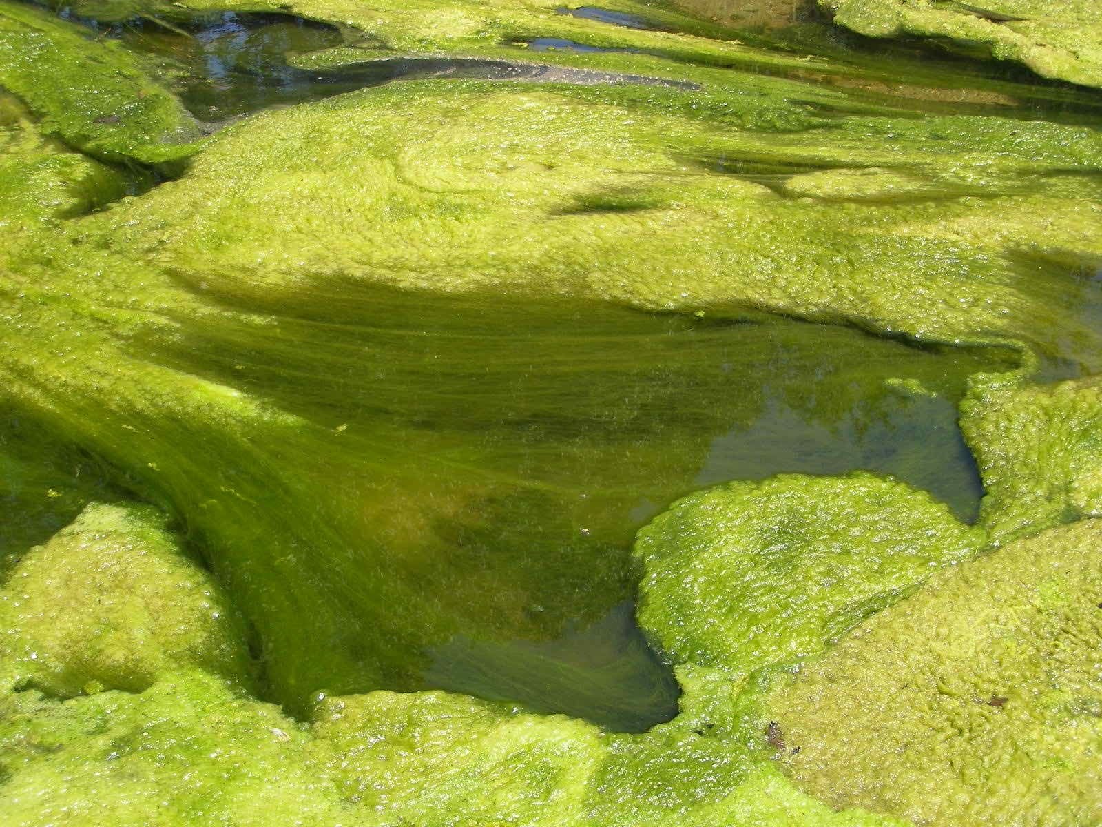 Аэрофитон водоросли