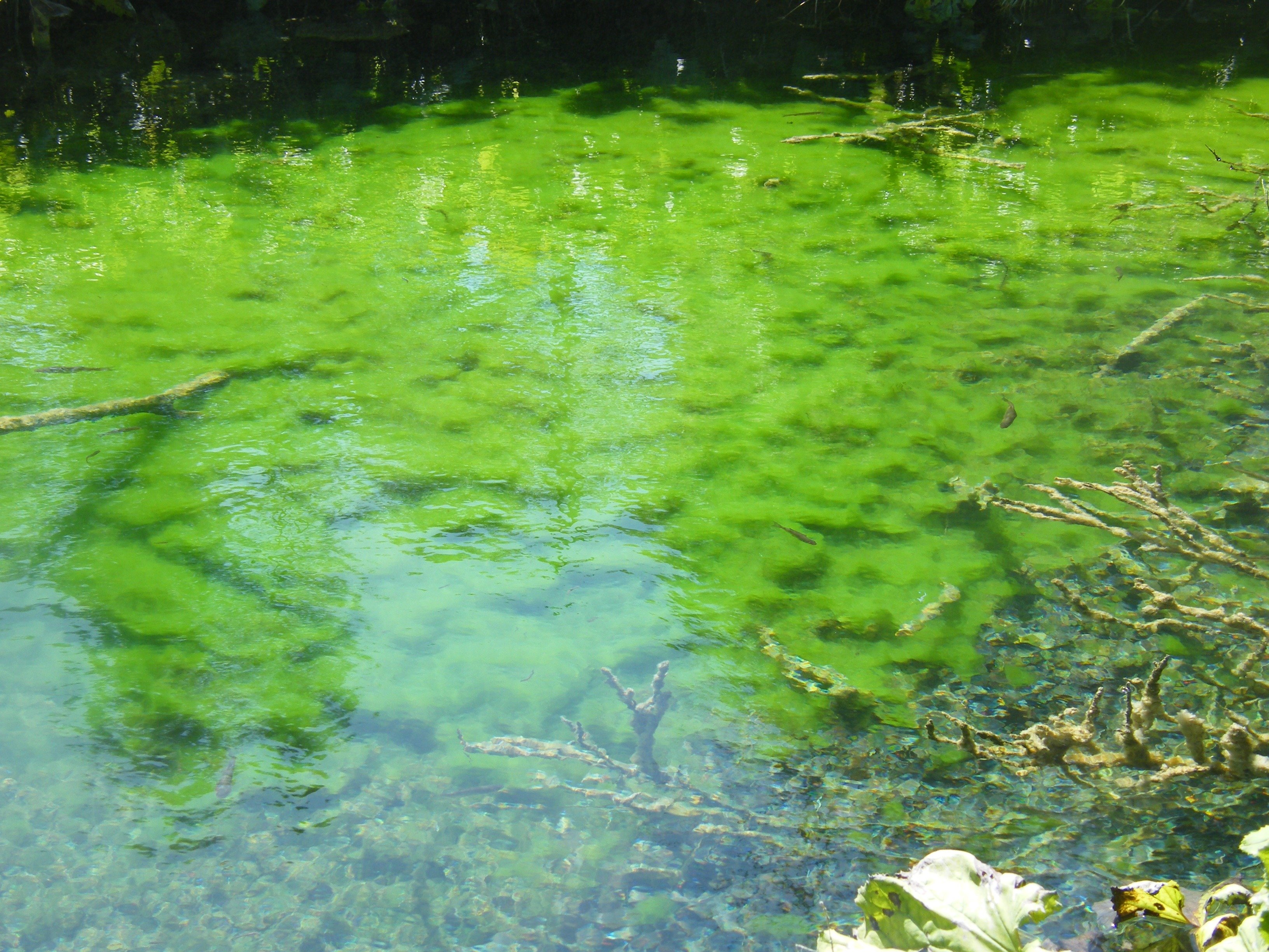 Цветет вода что делать. Цветение воды цианобактерии. Хлорелла для пруда. Нейстонные водоросли. Хламидомонада цветение воды.
