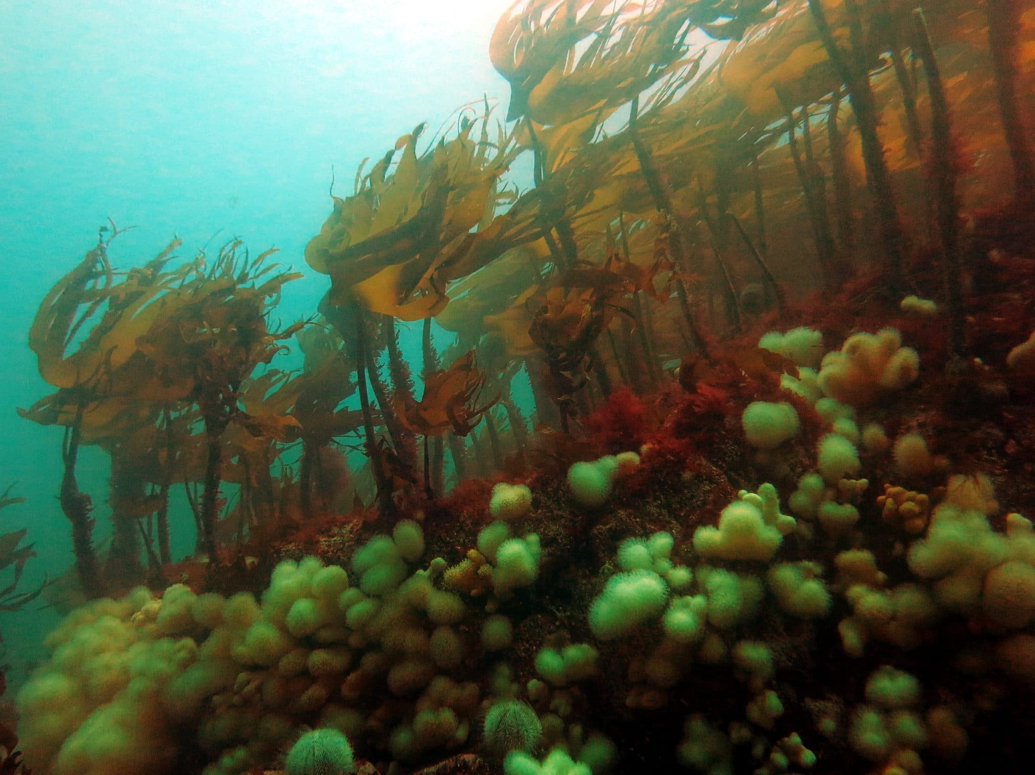 Самыми глубоководными водорослями являются. Гигантская Тихоокеанская бурая водоросль. Макроцистис. Самая большая водоросль в мире. Длинные водоросли в океане.
