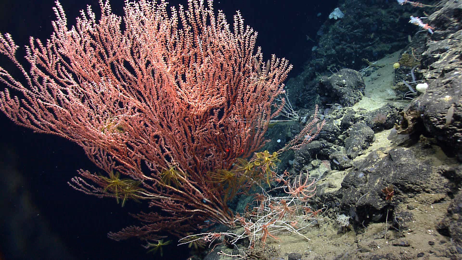 Водоросли какая эра. Глубоководные склерактиниевые кораллы. Stolonifera кораллы. Глубоководные коралловые рифы. Глубоководные коралловые рифы 3000м.