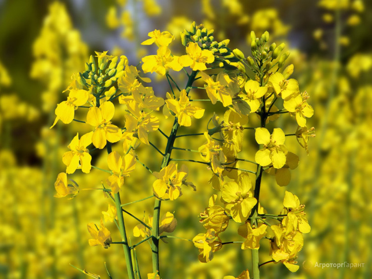 Рыжик масличный. Camelina Рыжик. Рыжик крестоцветные. Рыжика посевного (Camelina Sativa),. Рыжик масличная культура.