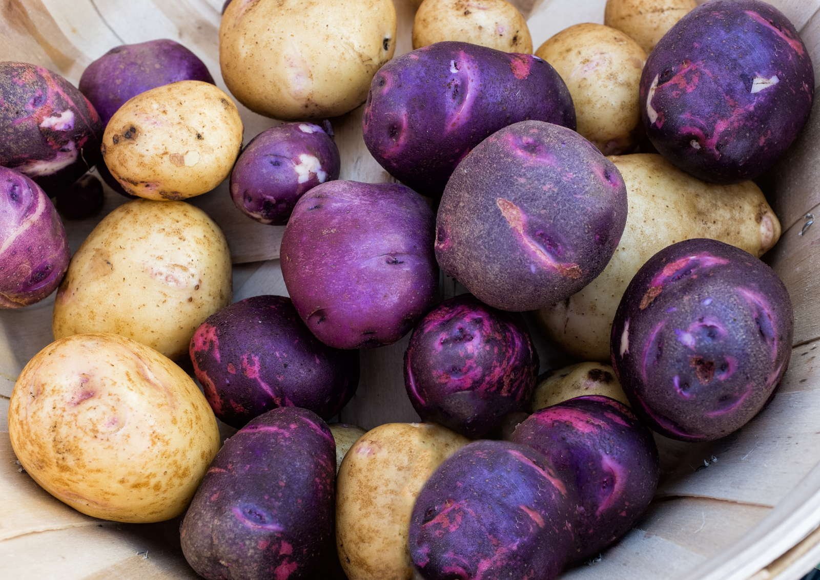 Сорта картофеля фото с названиями и описанием. Сорт картофеля перуанский фиолетовый (Purple Peruvian). Картофель сорт Айдахо фиолетовый. Картофель сорт Бородянский. Картофель сорта "Бородянский розовый".