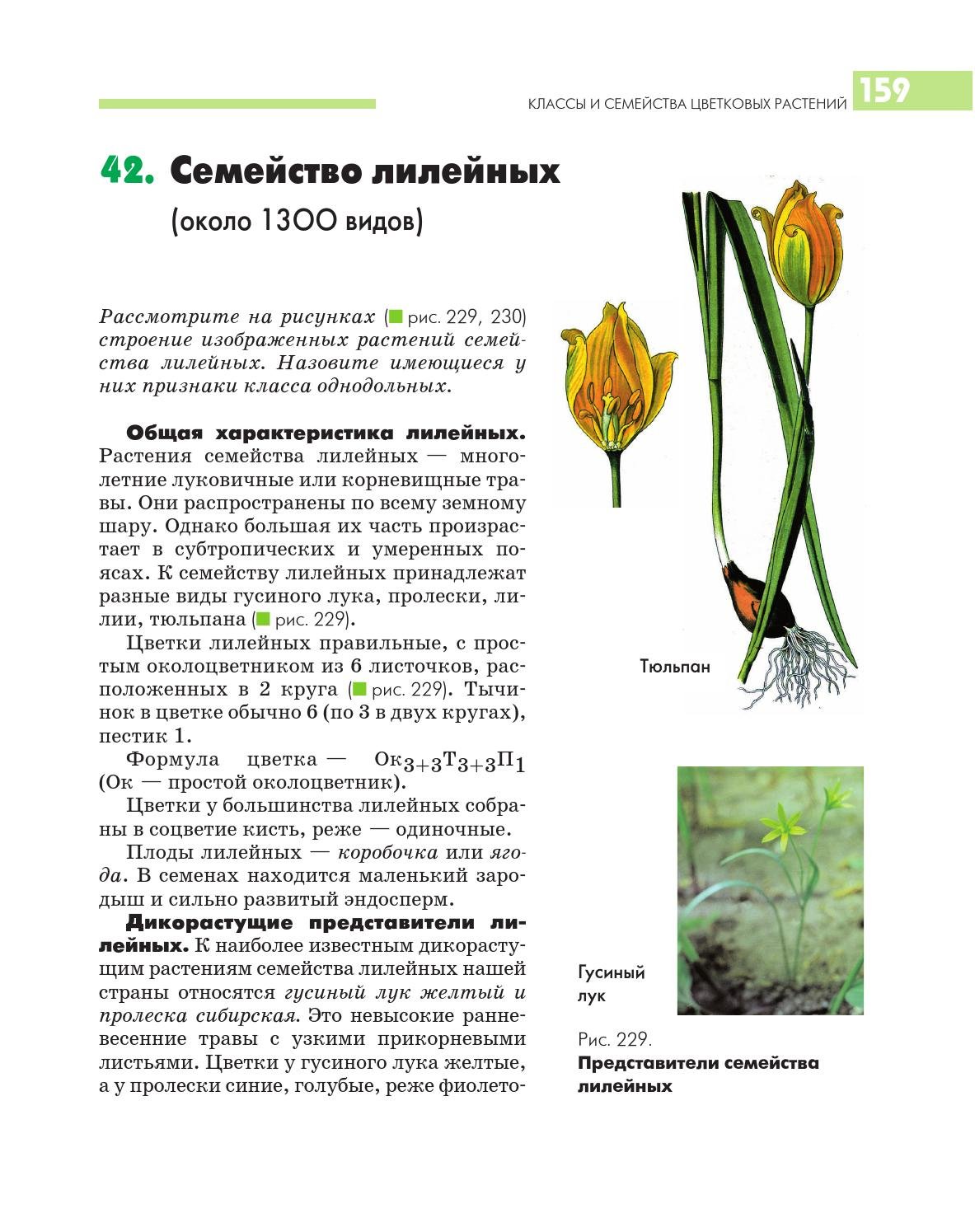 Формула растений семейства лилейные. Семейство Лилейные. Гусиный лук семейство лилейных.