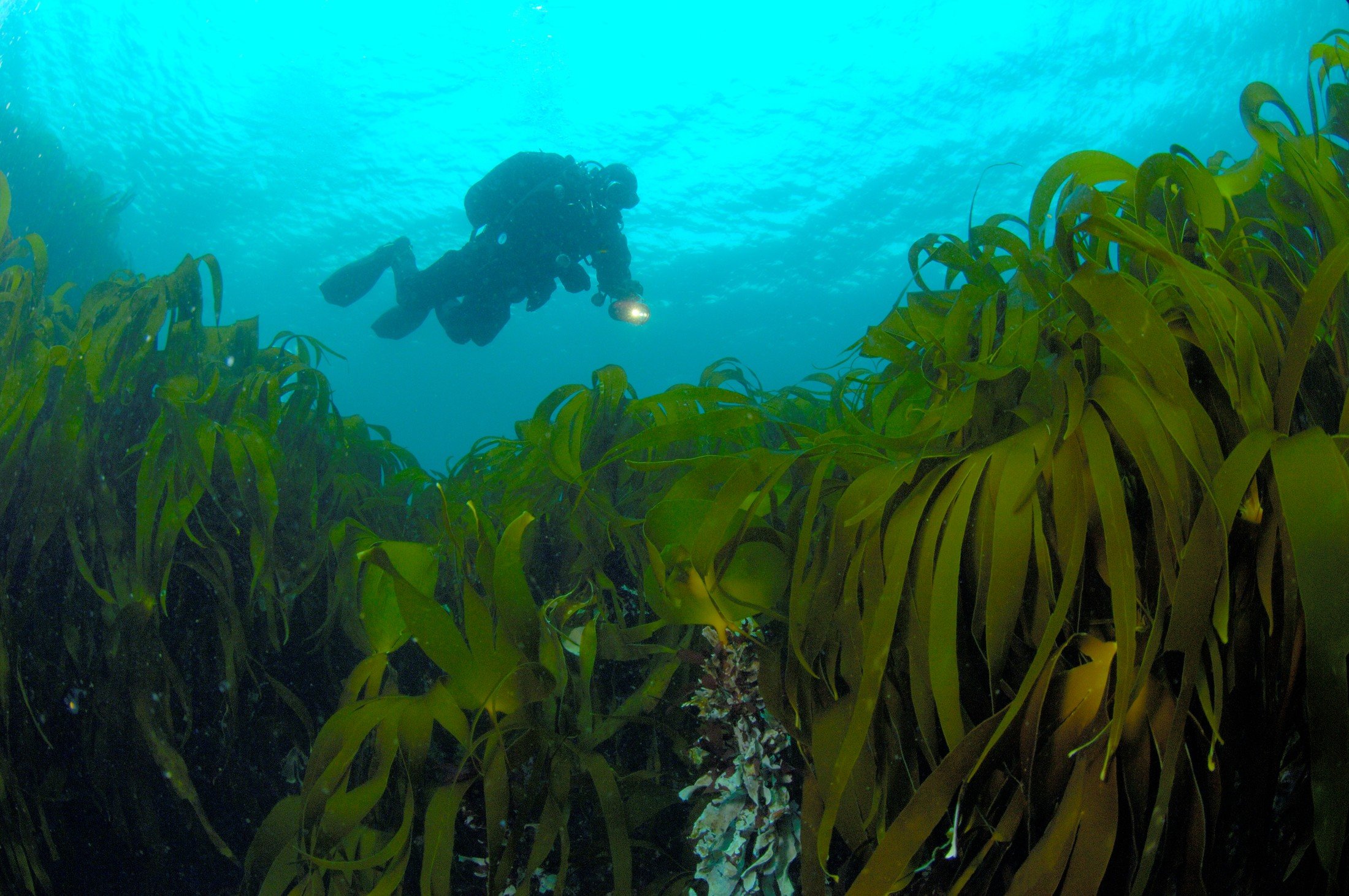 Самые большие водоросли. Морская капуста ламинария в море. Морская капуста в Баренцевом море. Ламинария водоросли Охотское море. Бурые водоросли ламинария.