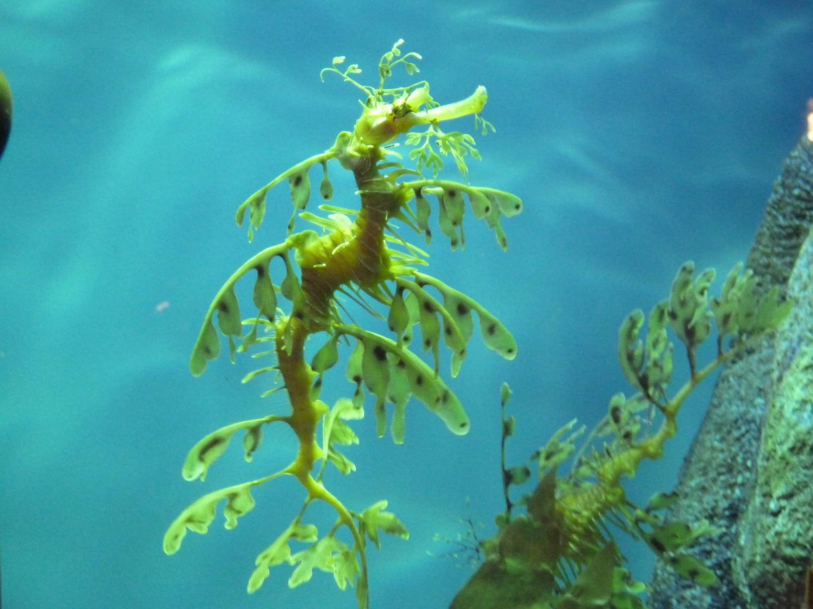 Морские коньки водоросли