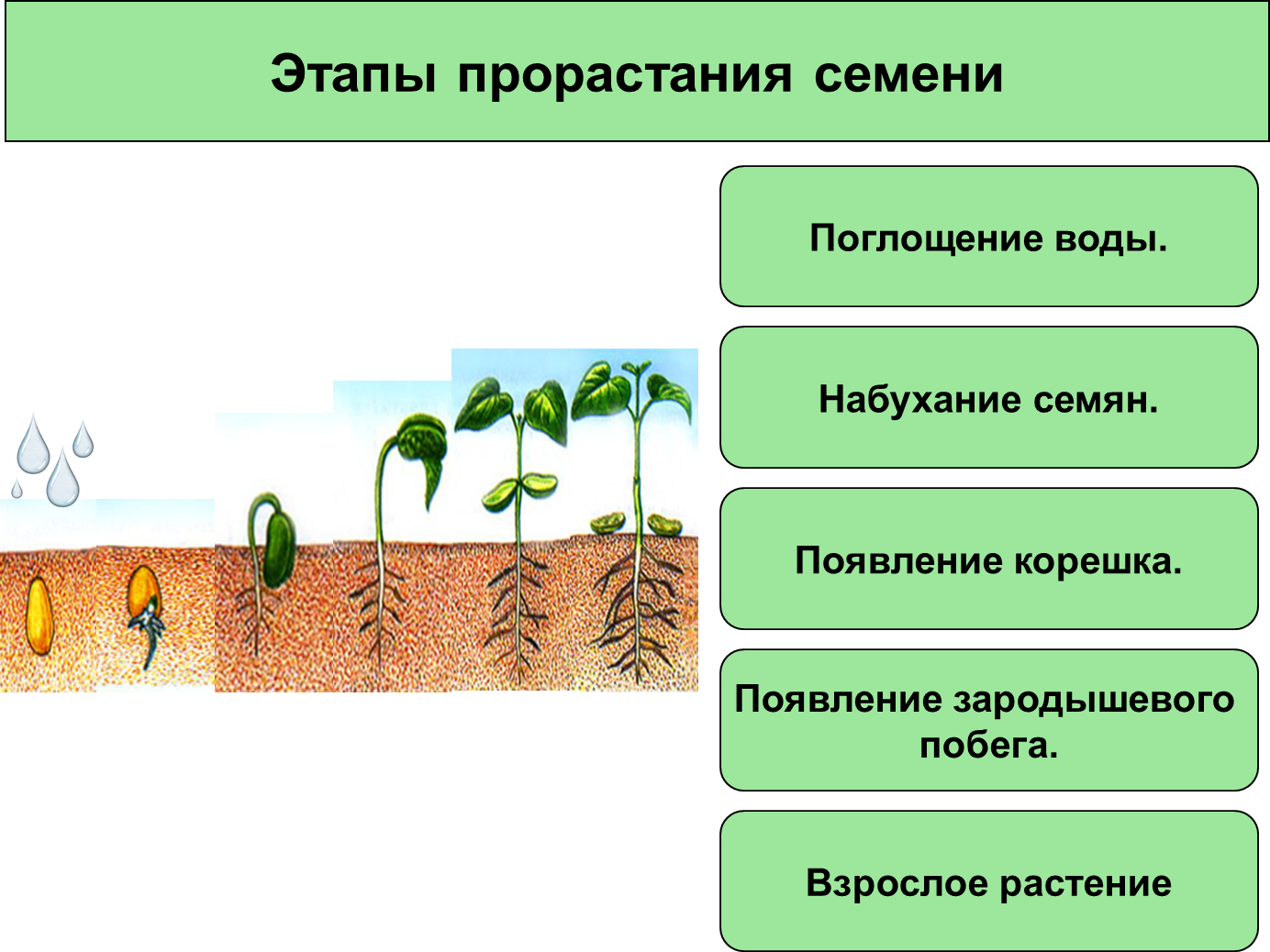 Признаки описывающие рост растения. Порядок фаз прорастания семян. Схема этапы прорастания семян. Прорастание огурец прорастание семян. Фазы роста прорастание семян.