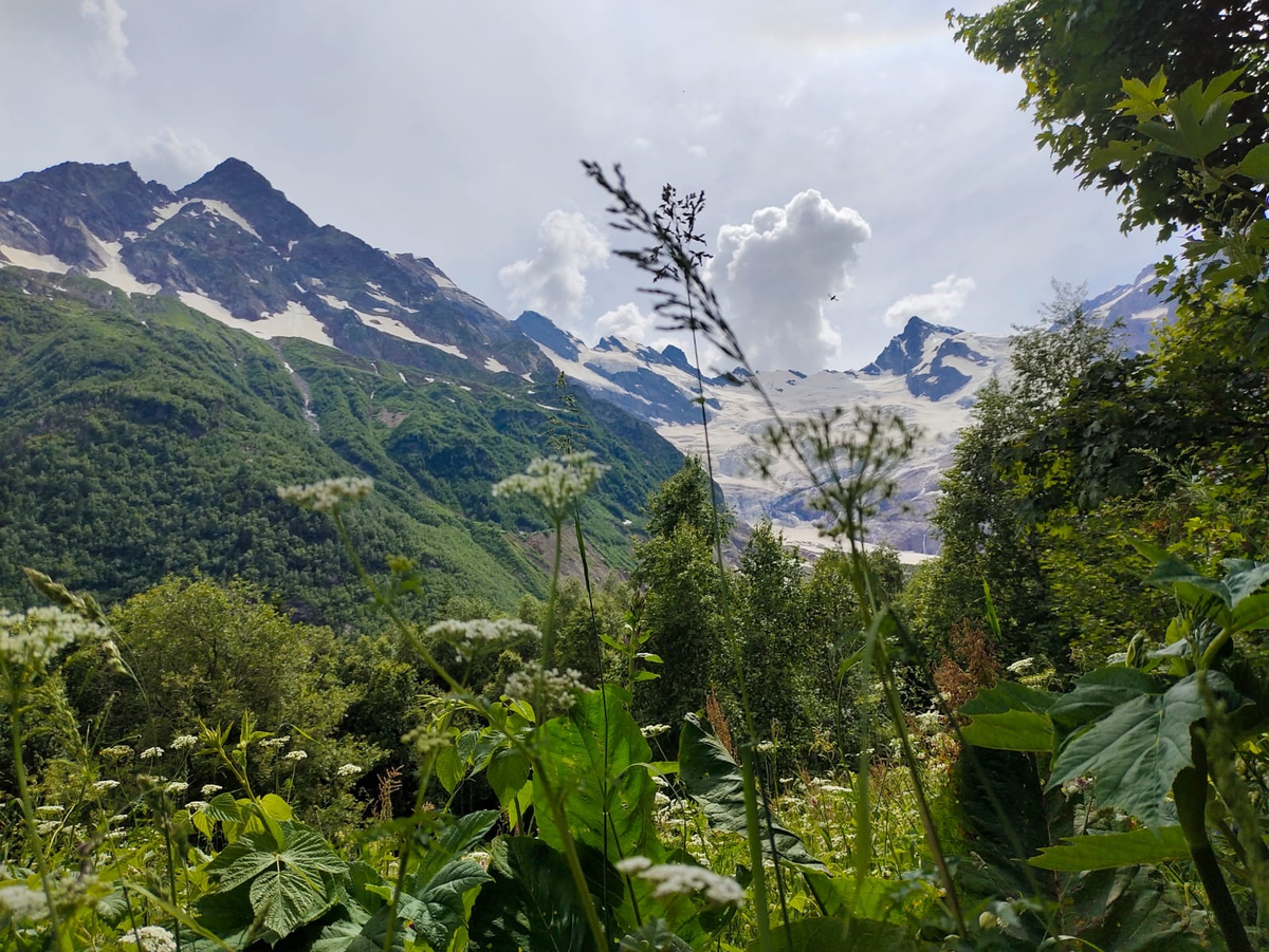 Бергамот Кабардино Балкария